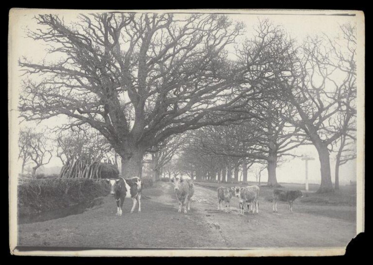 Cows on Tree-Lined Country Road