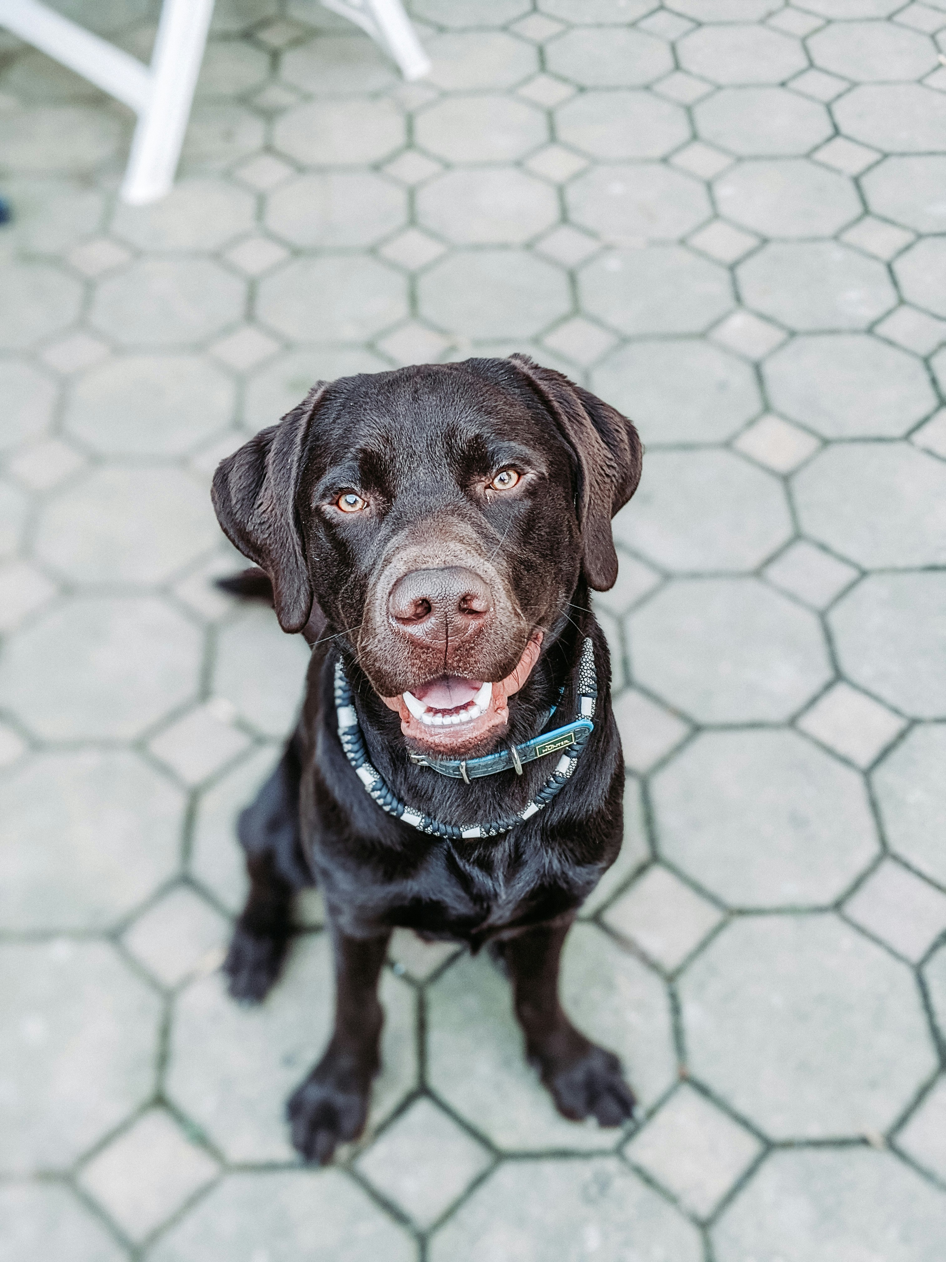 Sitting Chocolate Labrador Retriever