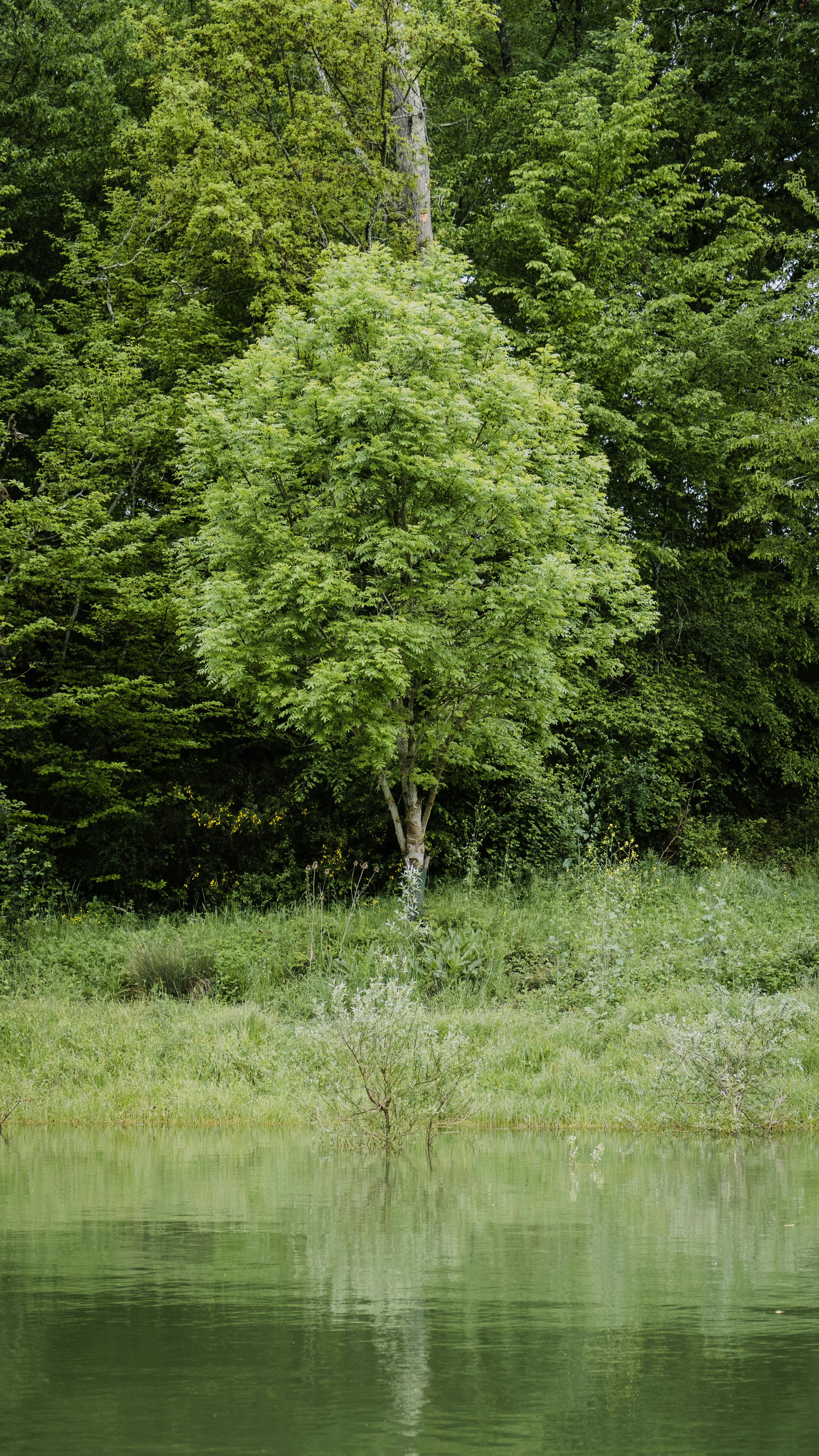 Green Tree by Calm Waterside