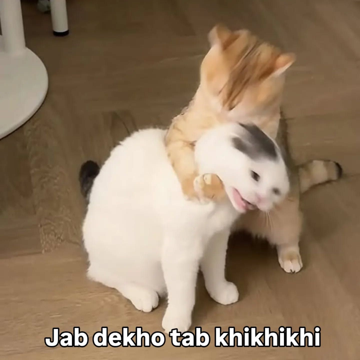 Two Kittens Funny Meme