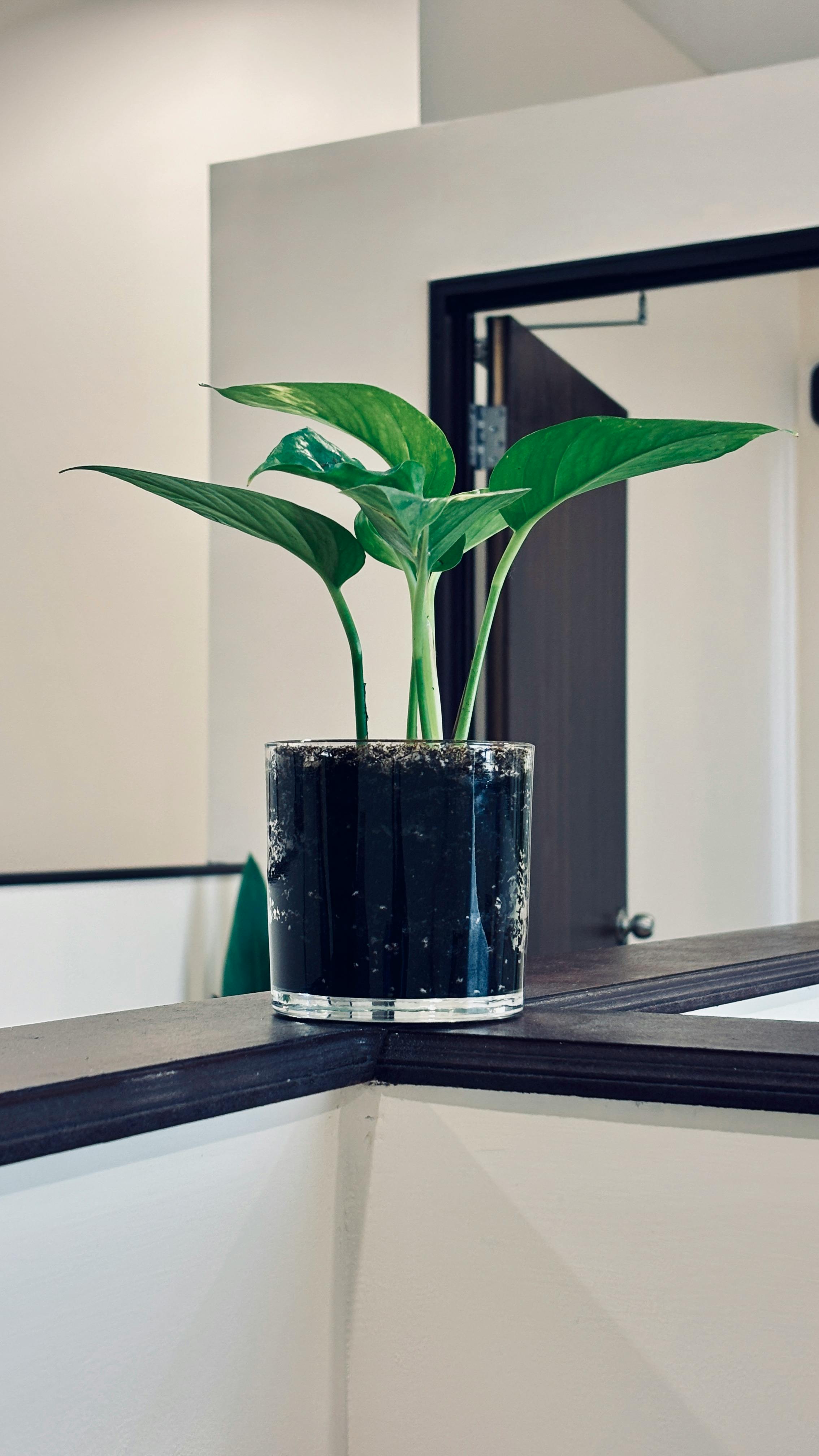 Home Decoration