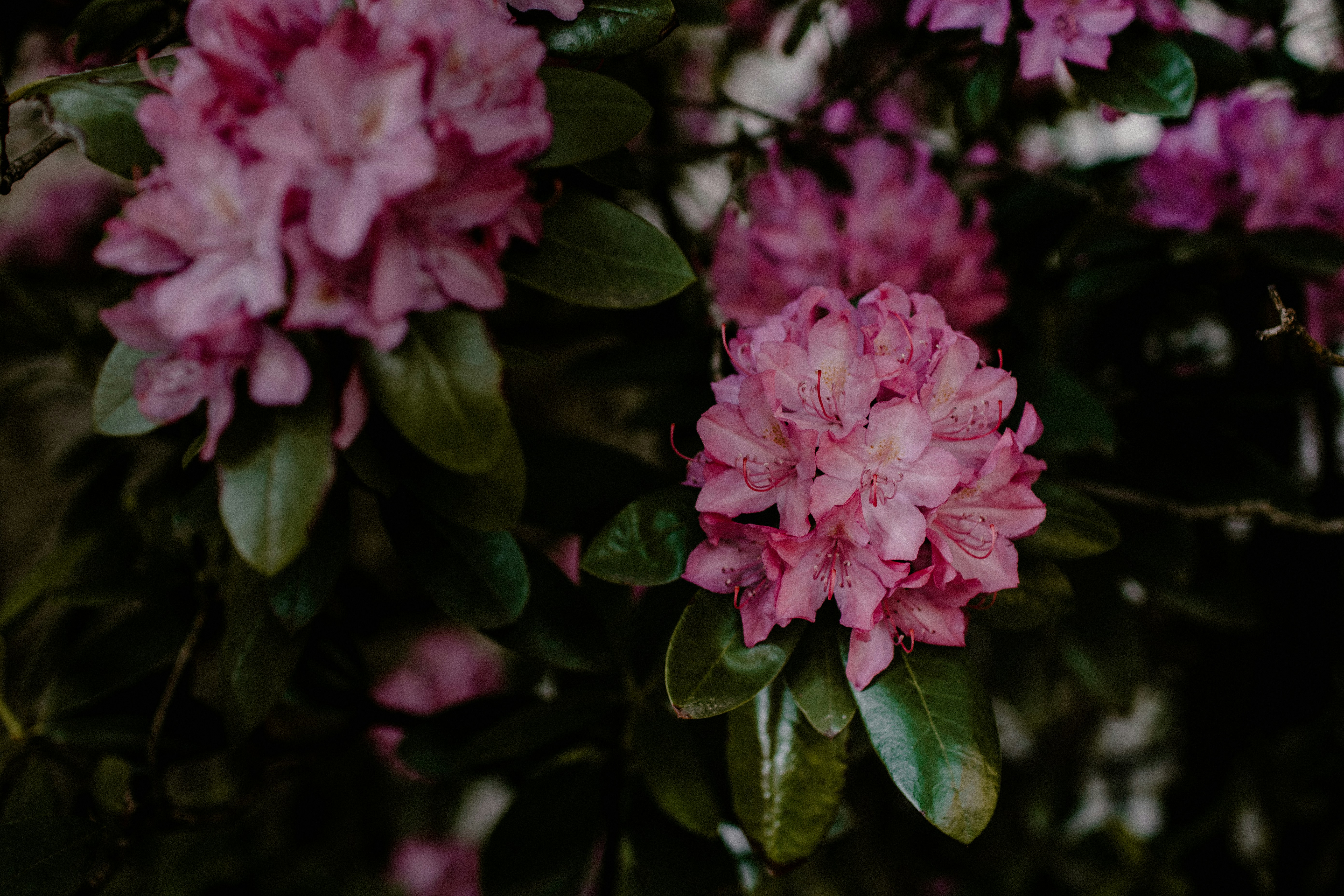 Pink Rhododendron Flower Clusters