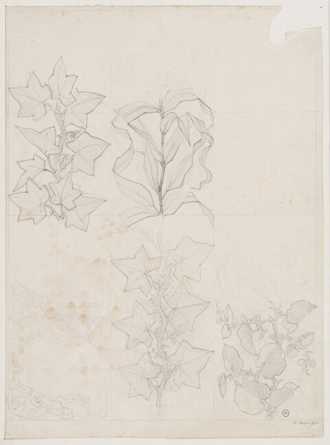 Pencil Sketches of Plant Branches