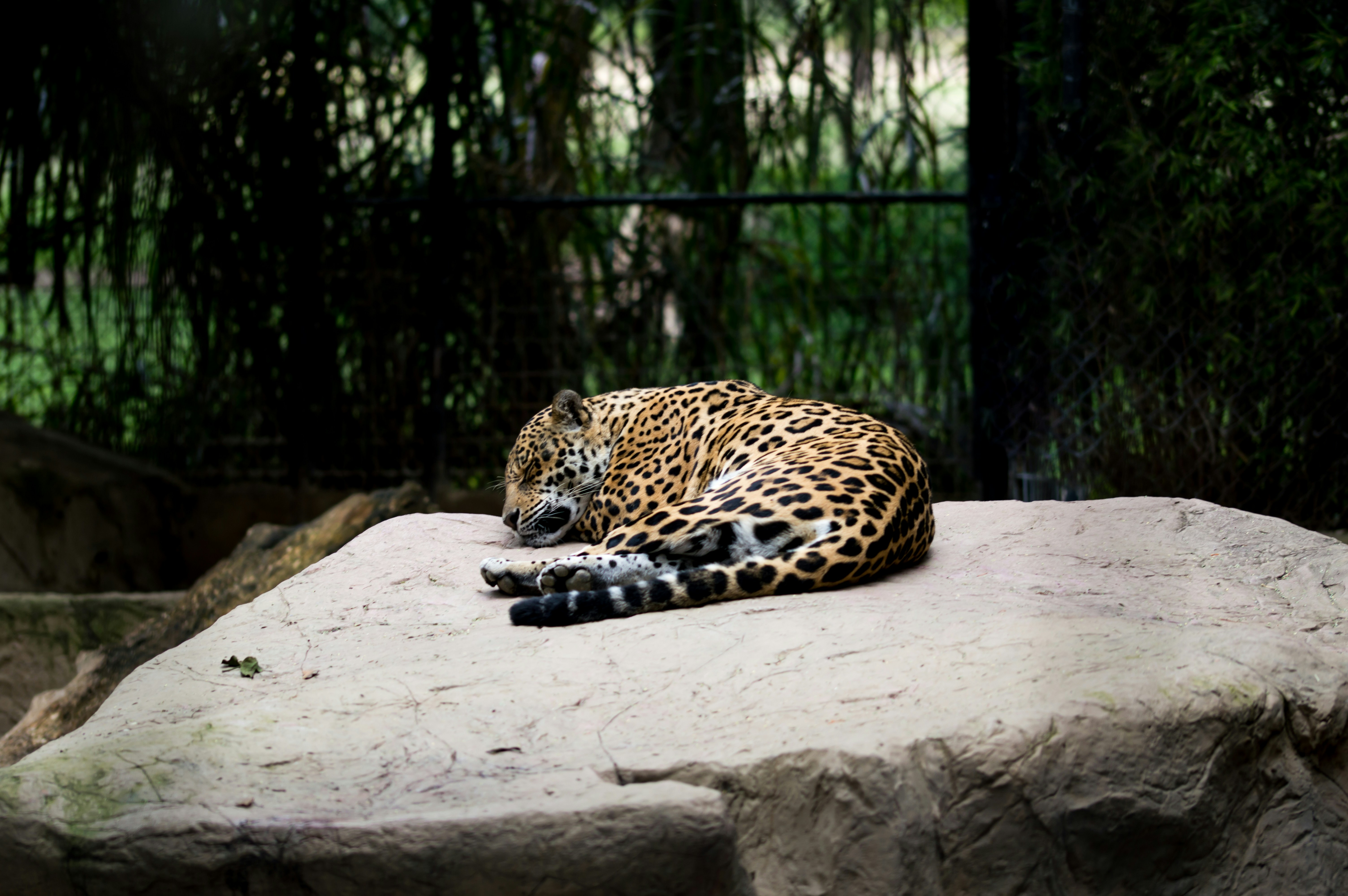 Sleeping Jaguar on Rock