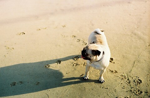 Pug on Sandy Beach
