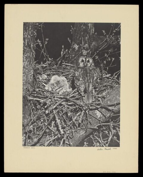 Tawny Owl at Nest