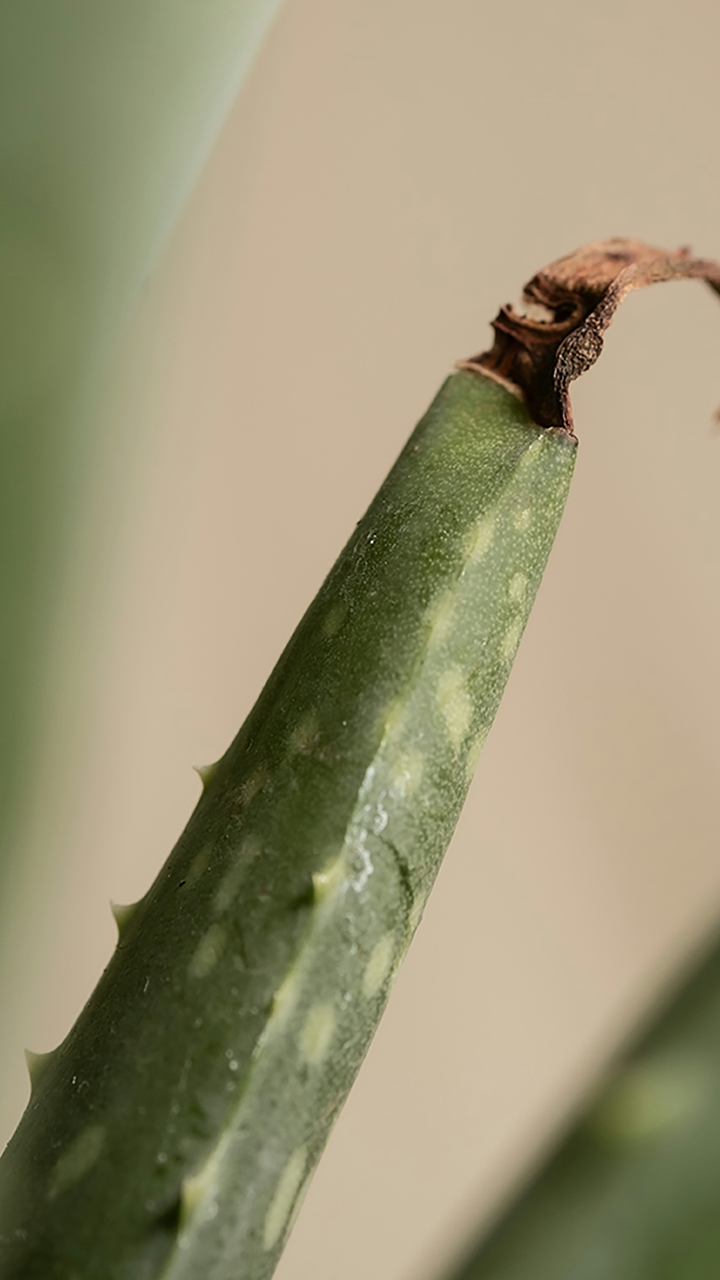 Damaged Aloe Vera Leaf