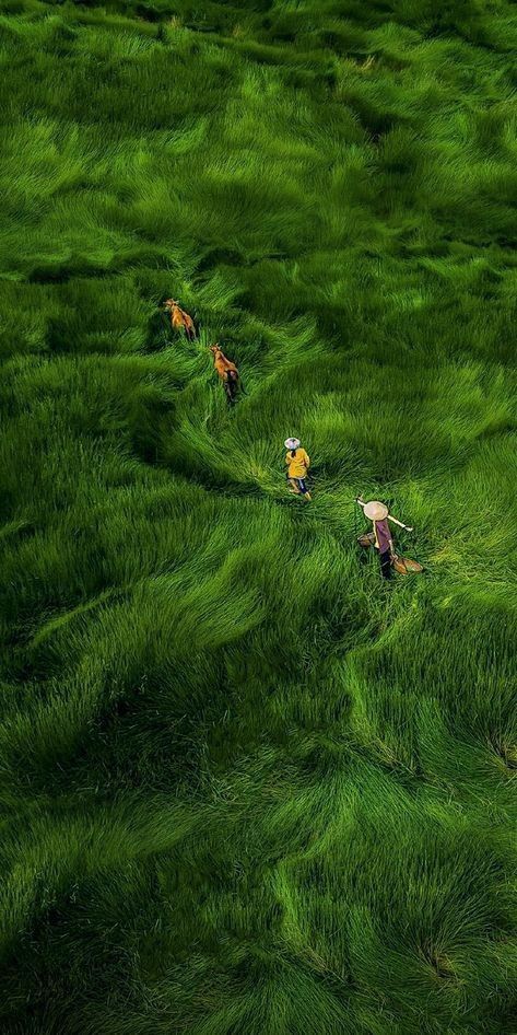 Herders Walking Through Lush Grassland