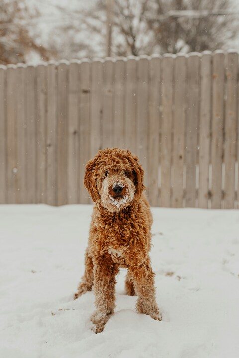Fluffy Brown Dog In Snowy Backyard