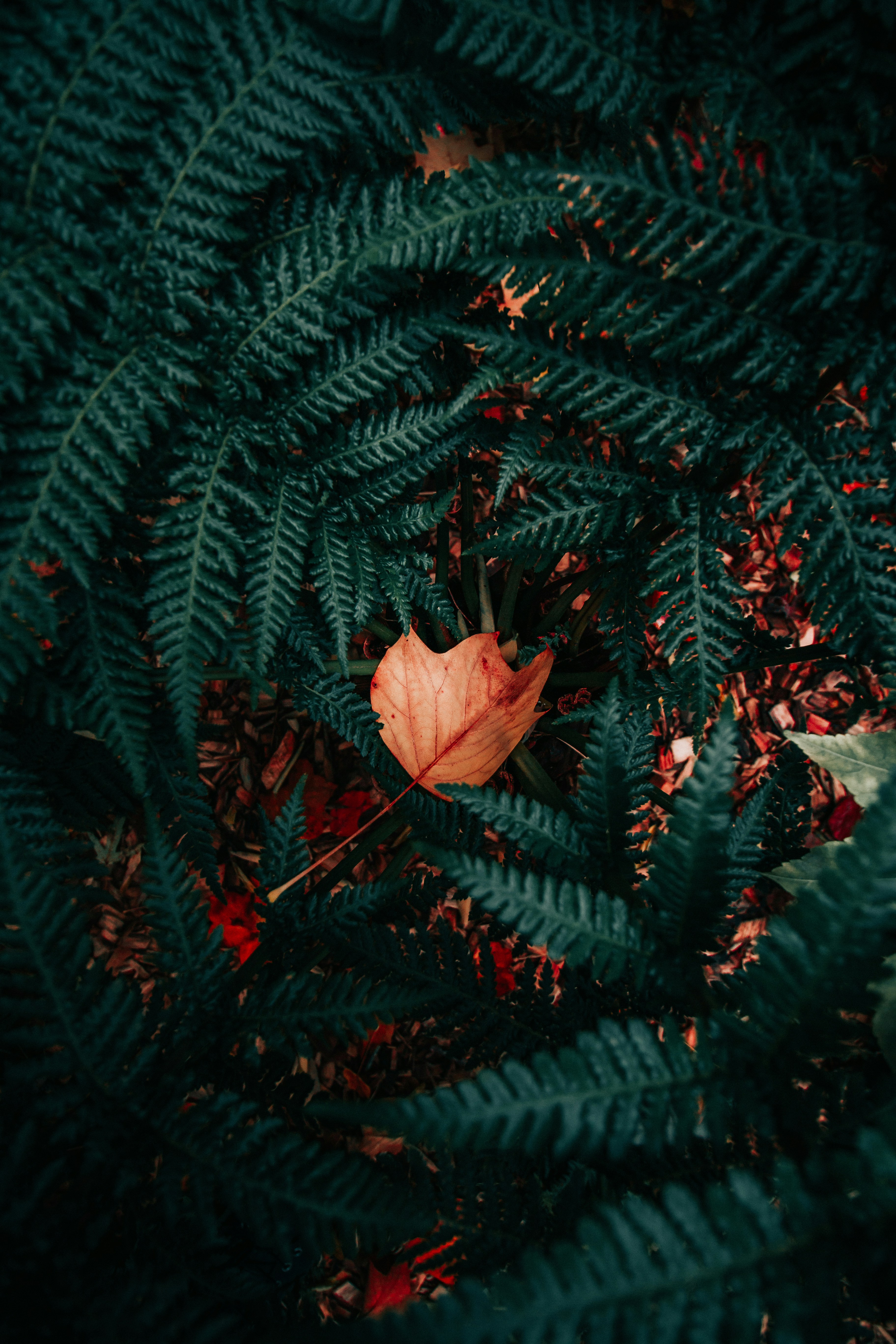 Fallen Leaf Among Dark Green Ferns