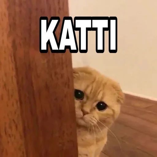 KATTI Peeking Cat Meme
