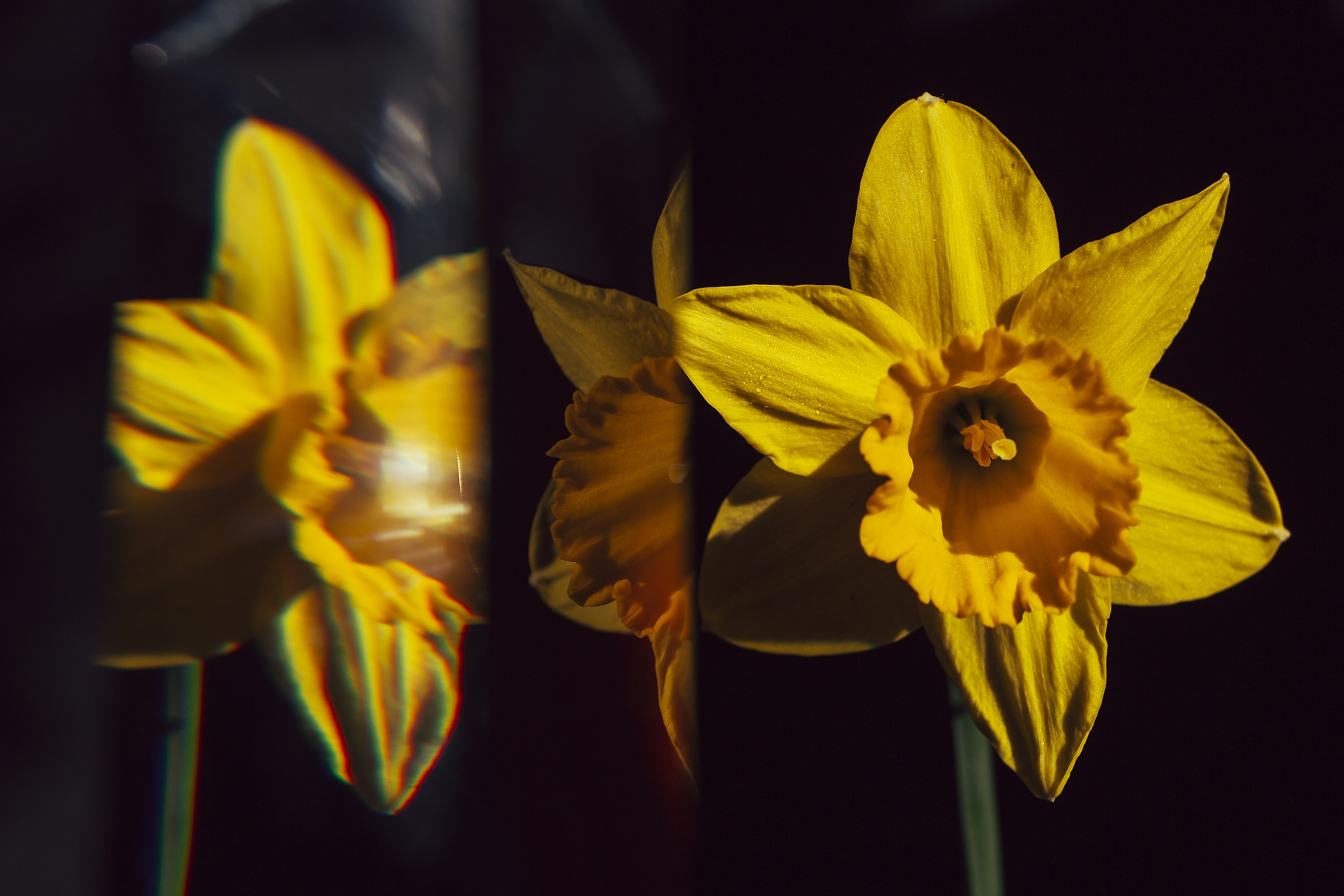 Yellow Daffodil on Black Background
