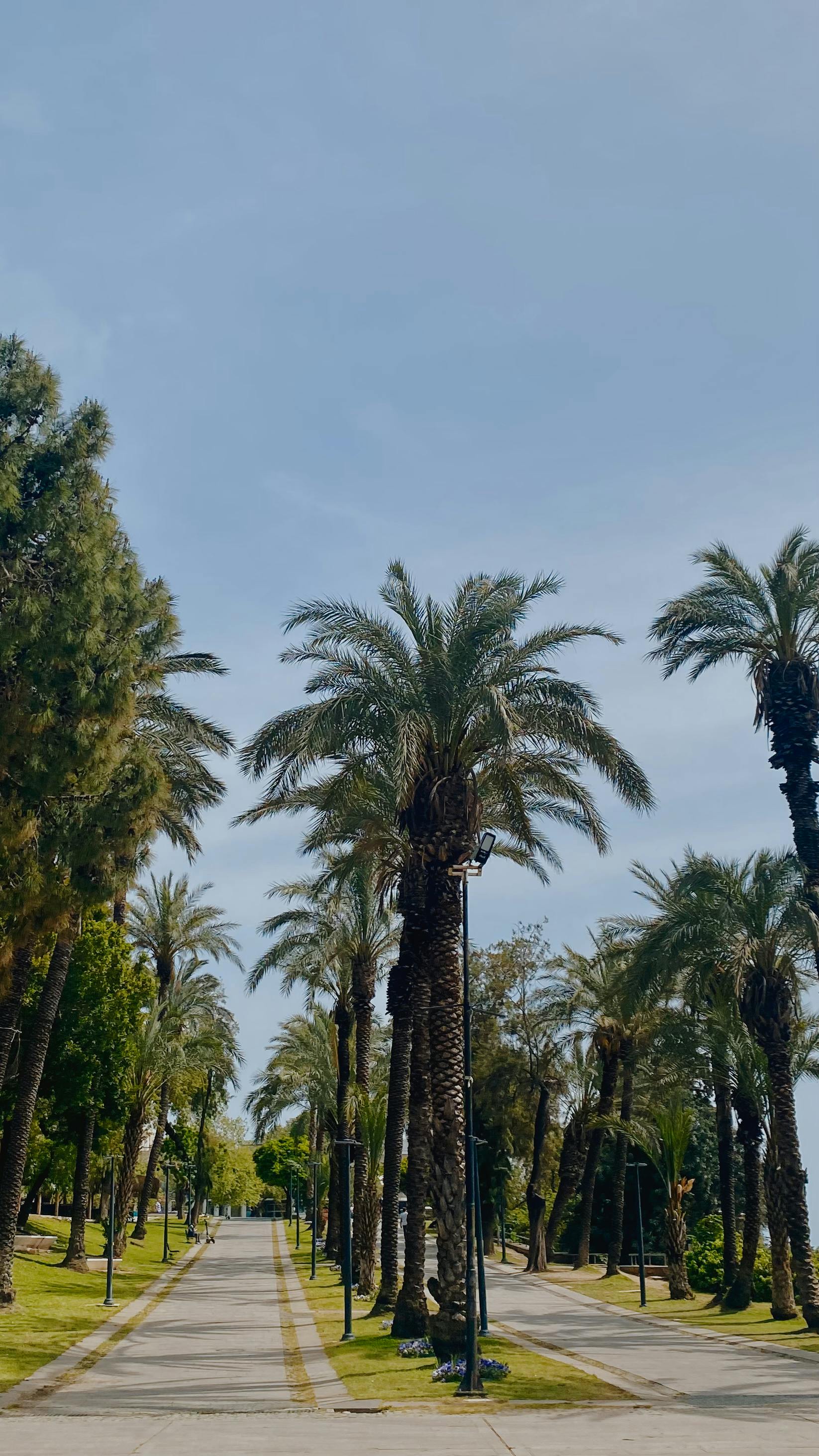 Palm Tree Lined Park Walkway