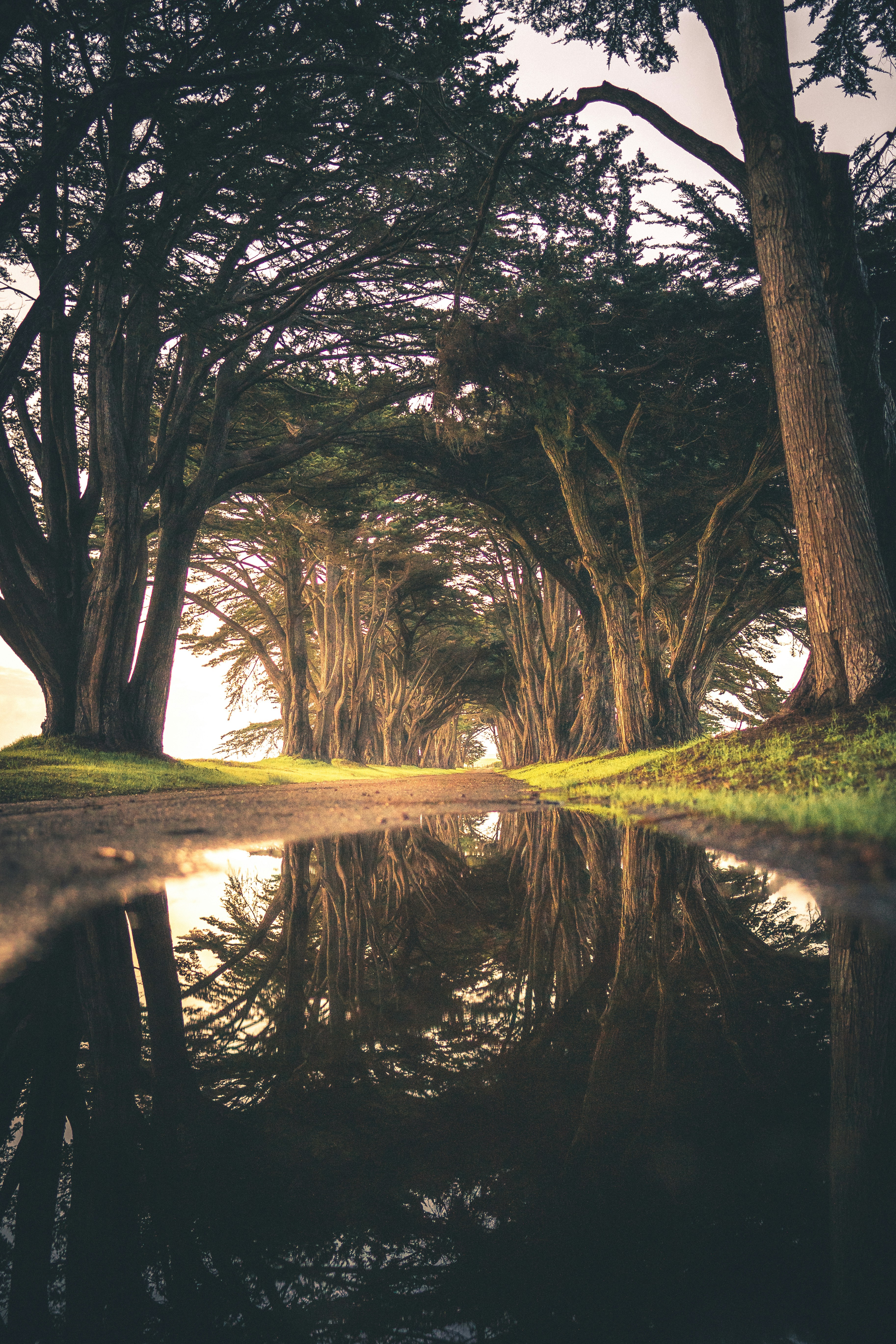 Cypress Tree Tunnel Reflection