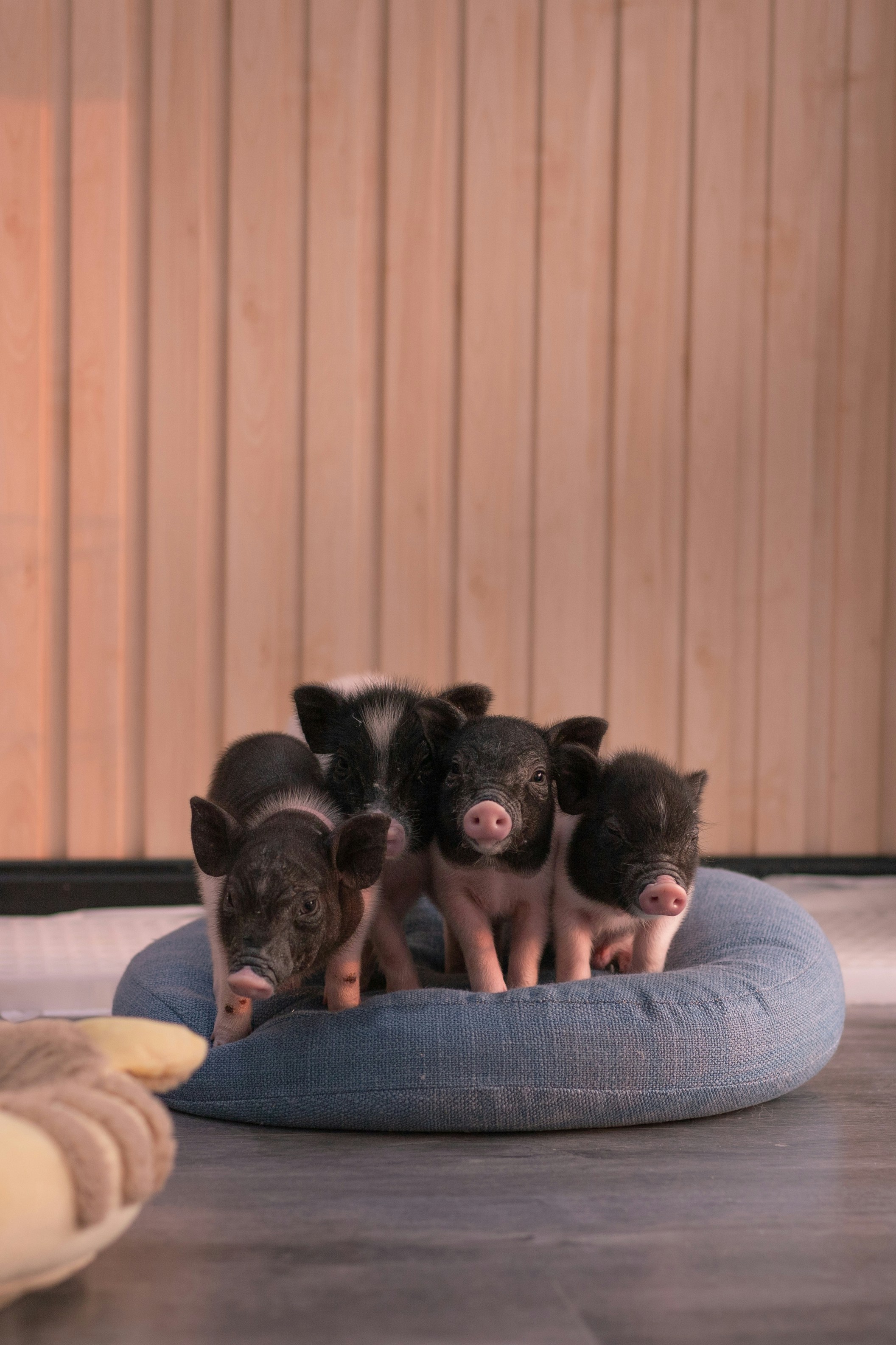 Four Little Piglets on Blue Pet Bed
