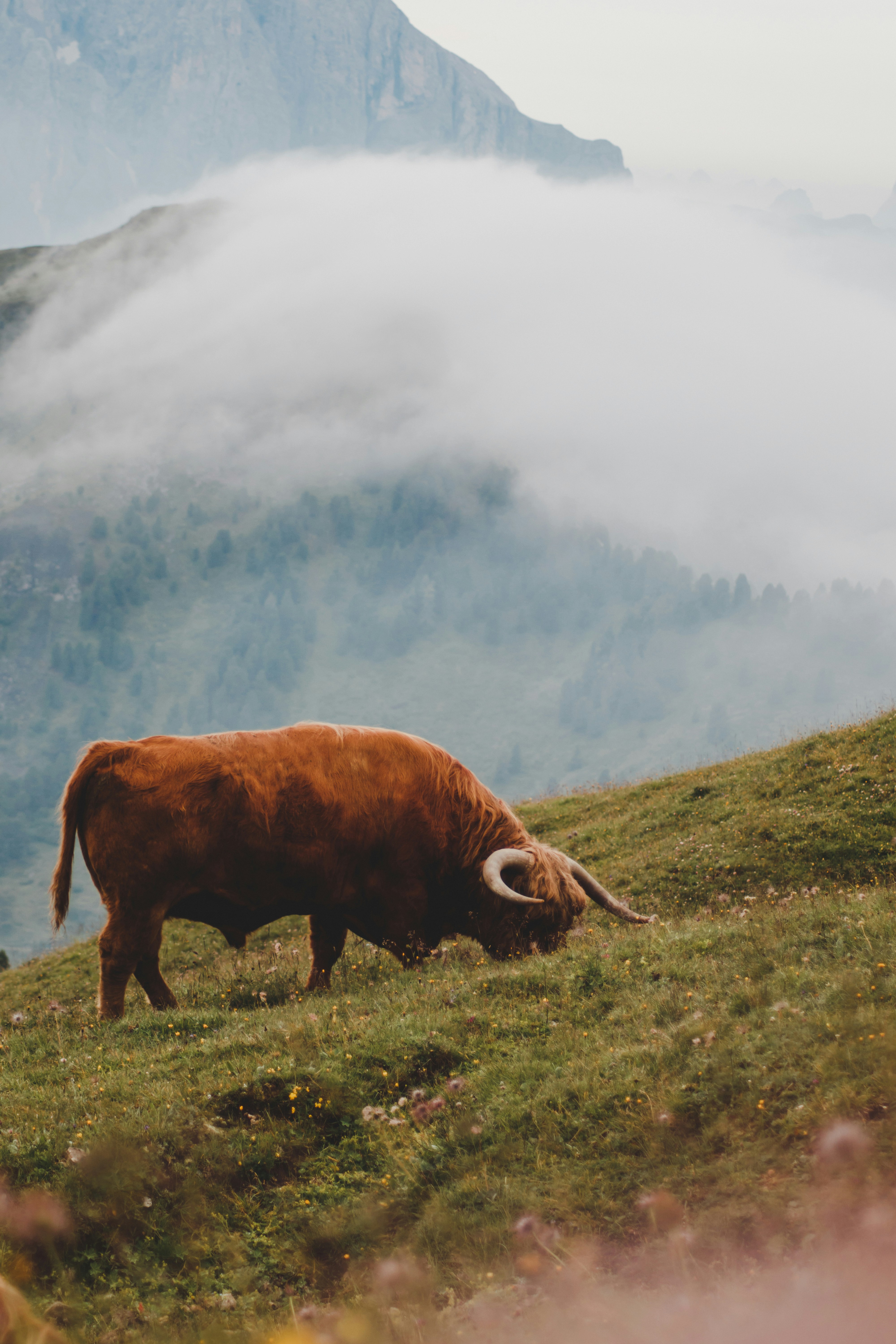 Highland Cow Grazing on Misty Mountainside