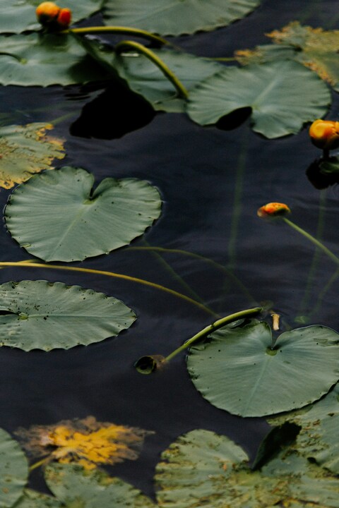Yellow Pond Lilies on Dark Water