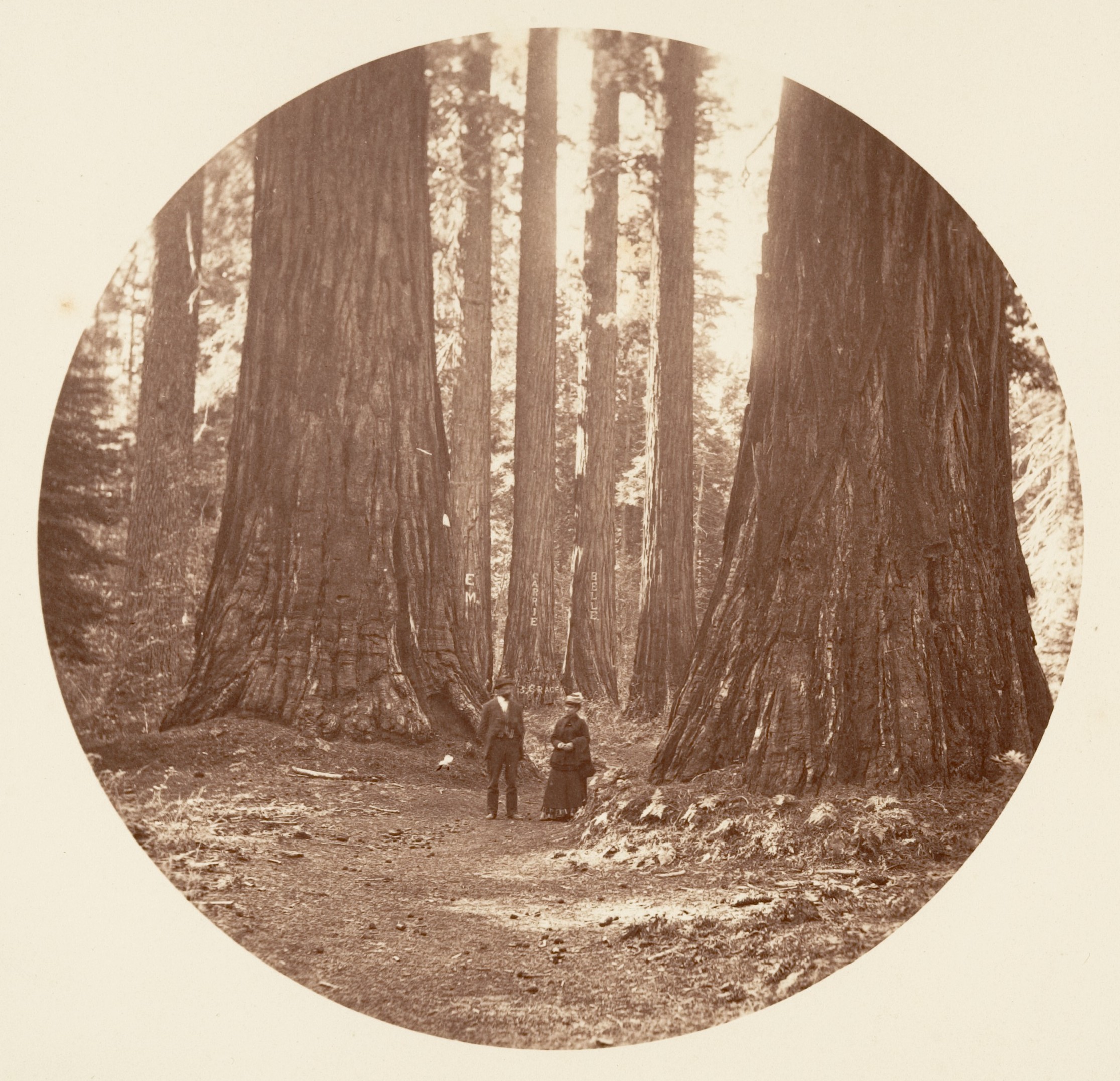 Two People Among Giant Redwoods