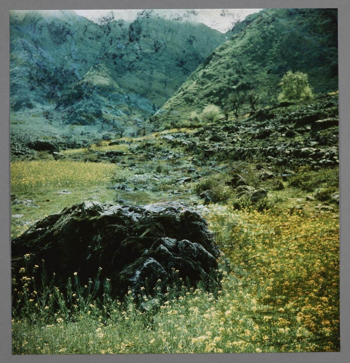 Mountain Valley Wildflower Landscape