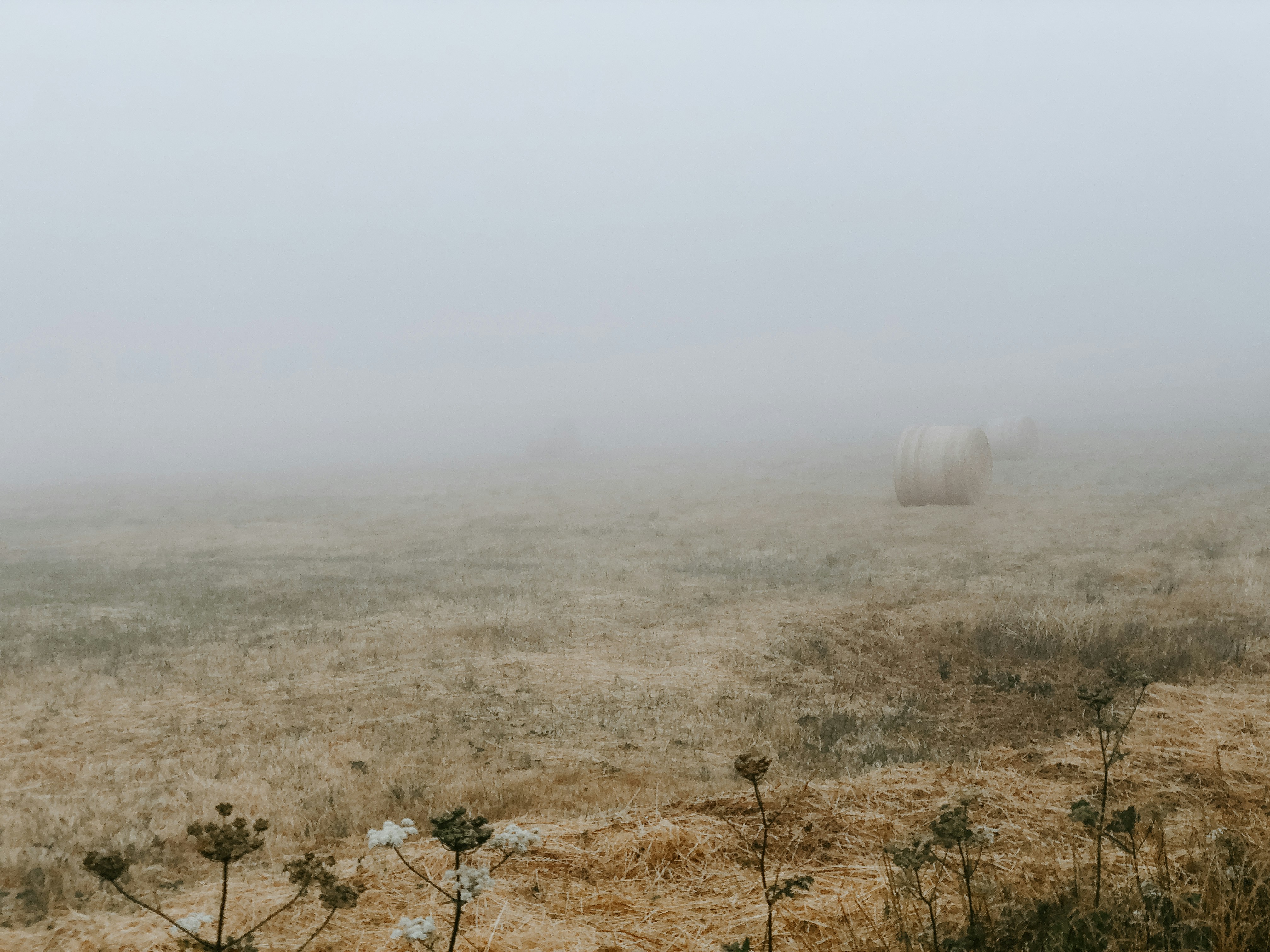 Foggy Hay Field
