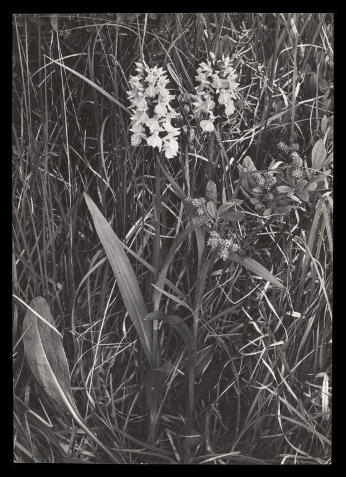 Black and White Wild Orchids in Grass