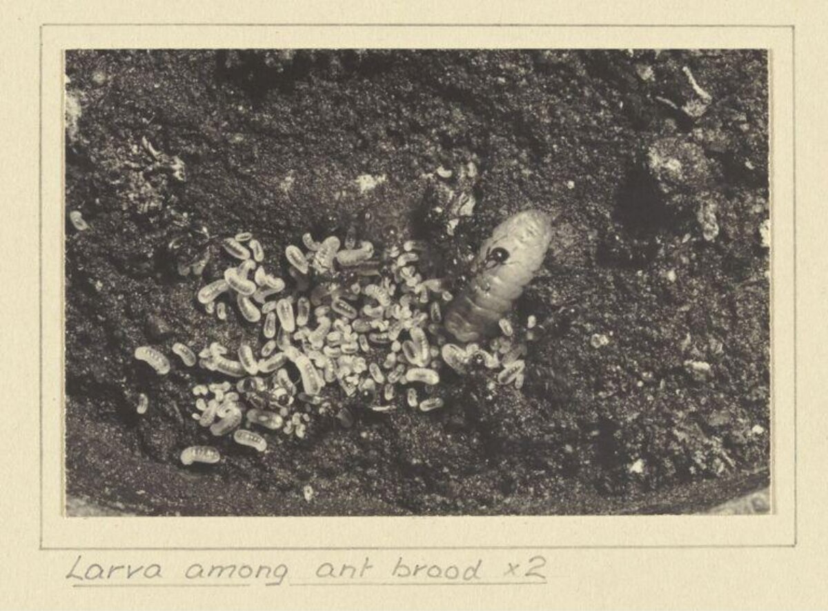 Larva Among Ant Brood