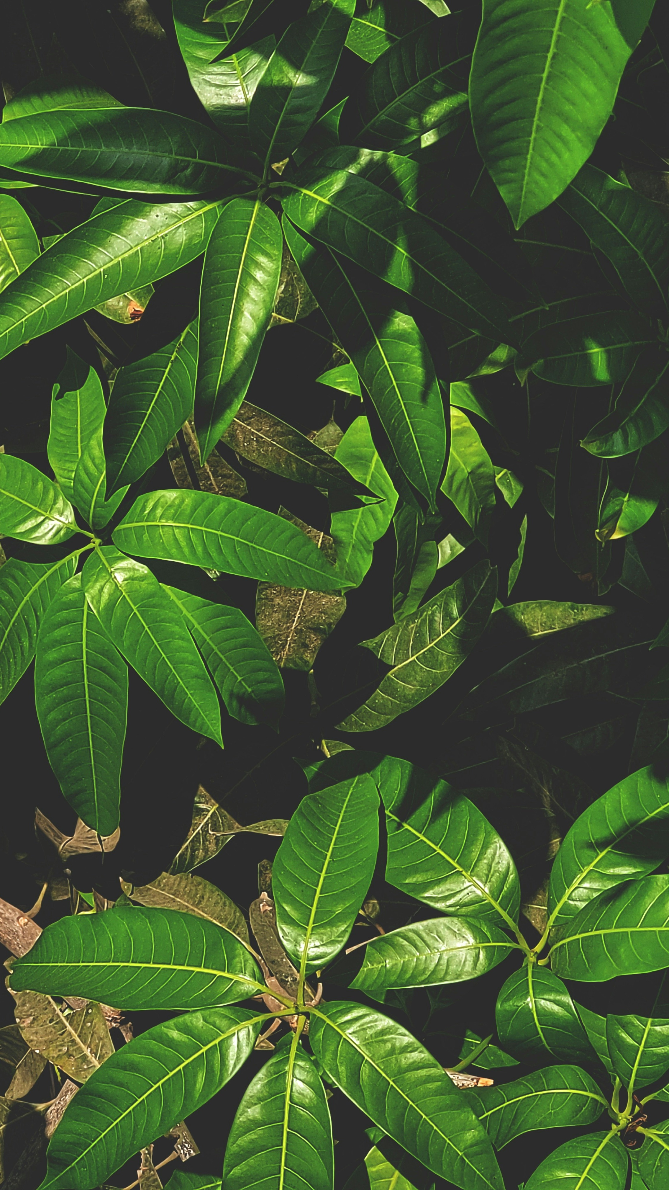 Wallpapers
