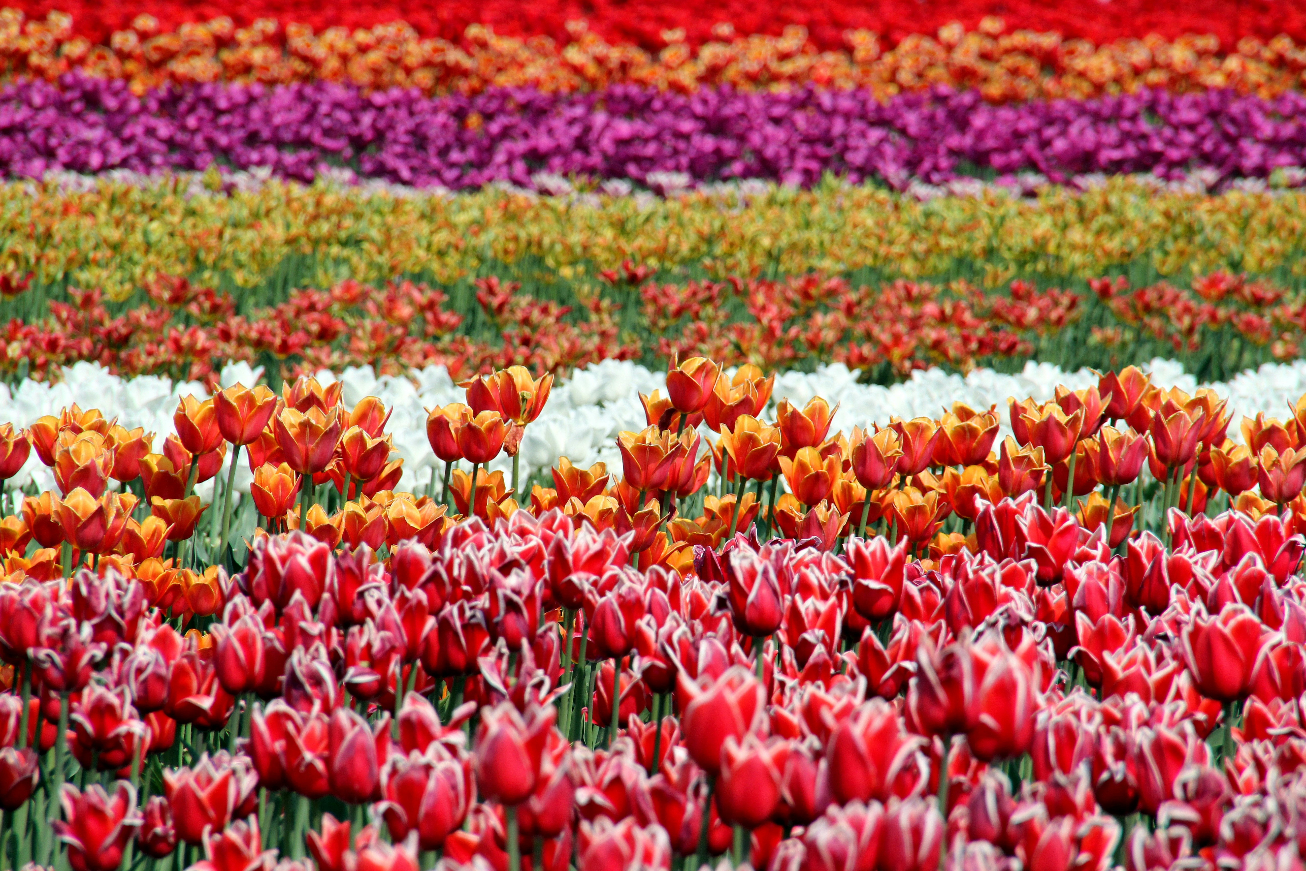 Layered Multicolored Tulip Field