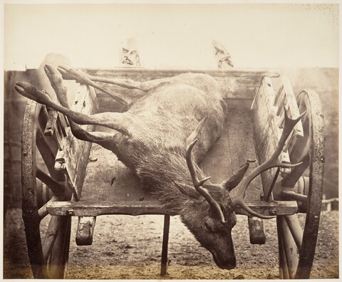 Dead Elk on Wooden Cart