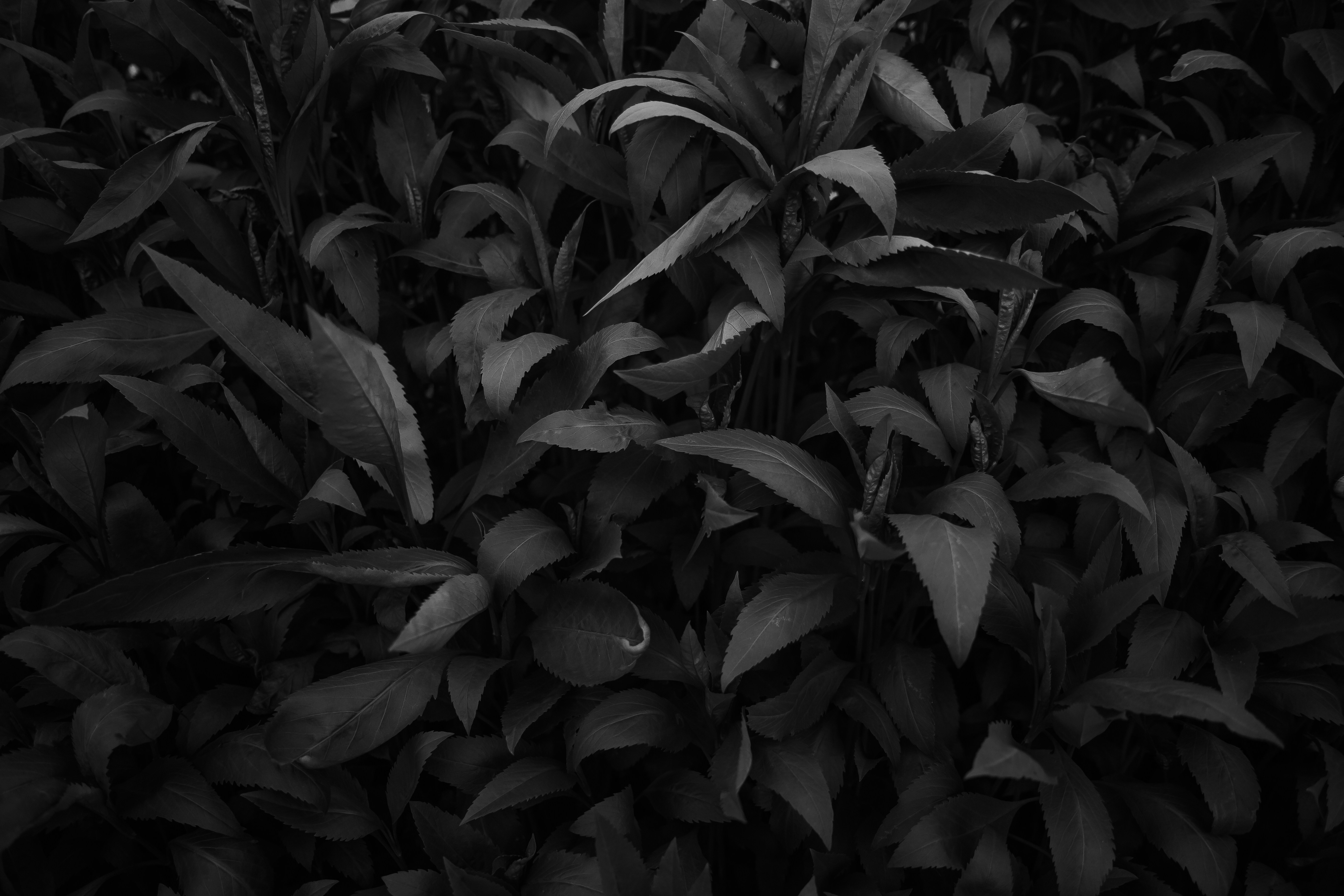 Monochrome Dense Plant Leaves — Background Images