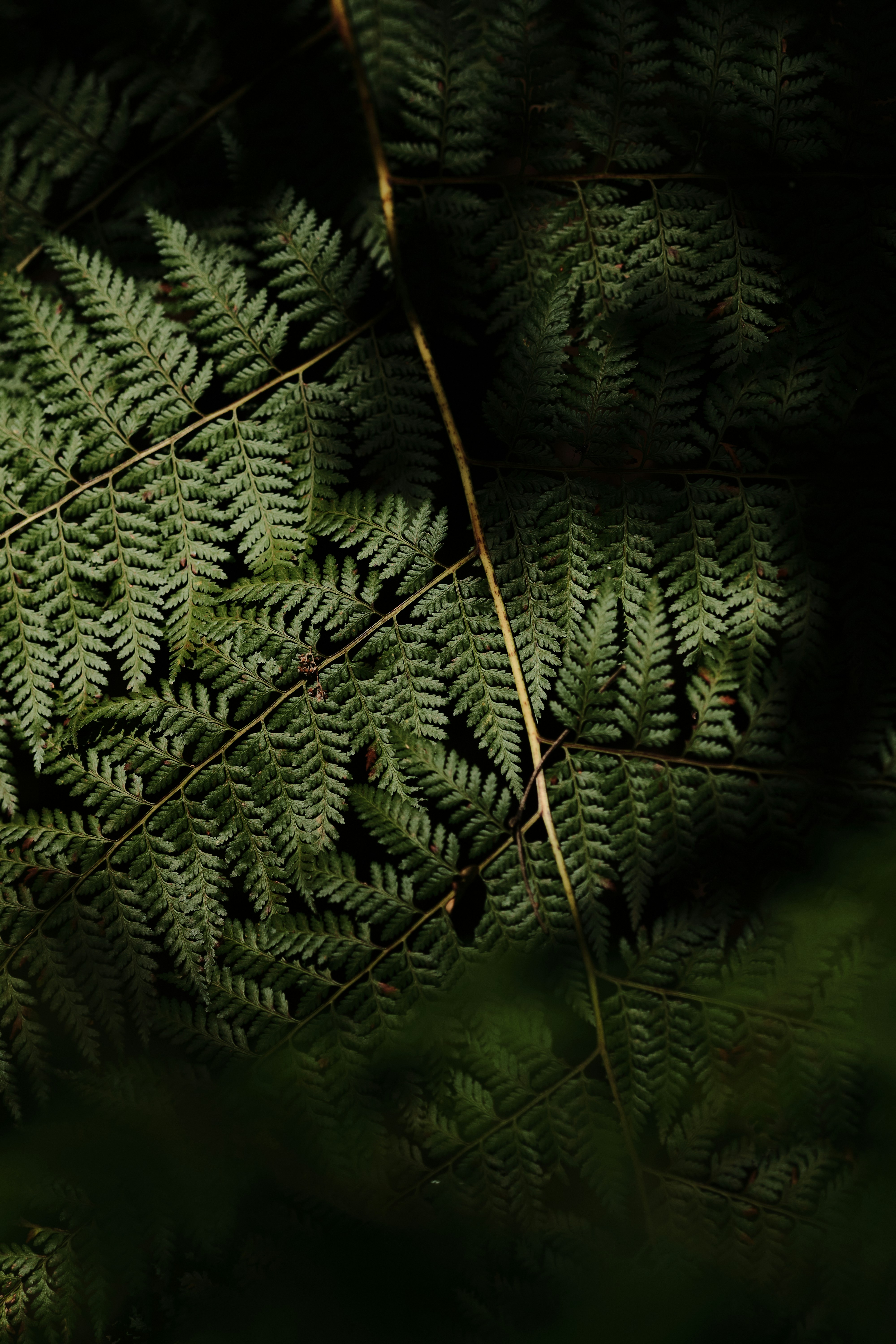 Close-up of Forest Fern Leaves