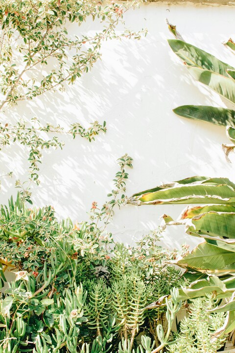 Green Plants Against White Wall