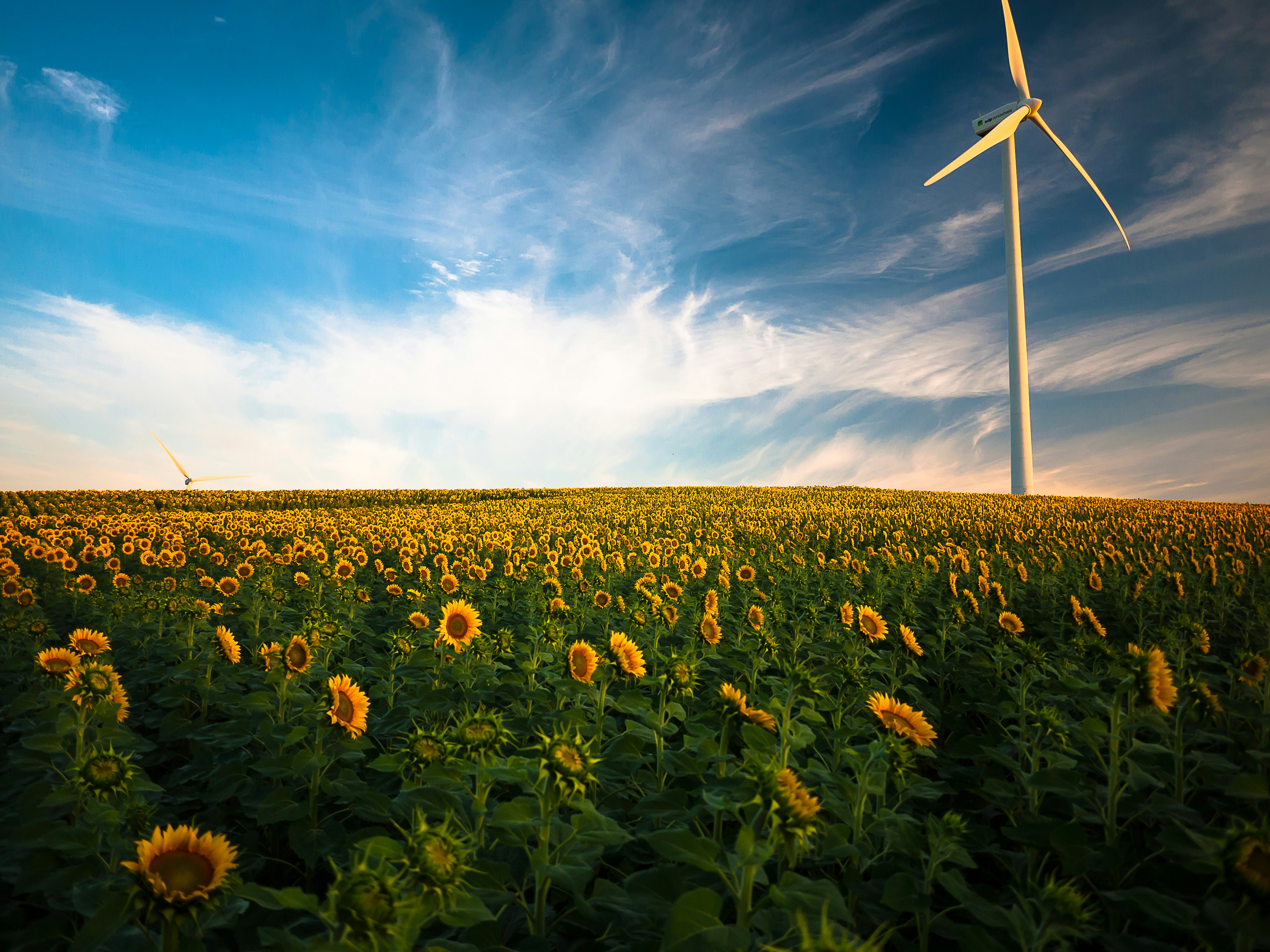Sunflower Field With Wind Turbines