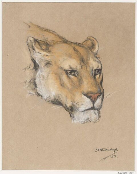 Sketch of a Lioness Head