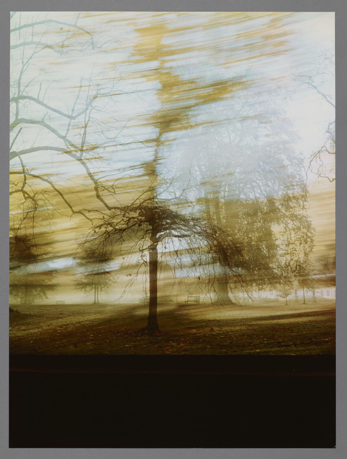 Misty Park Solitary Weeping Tree
