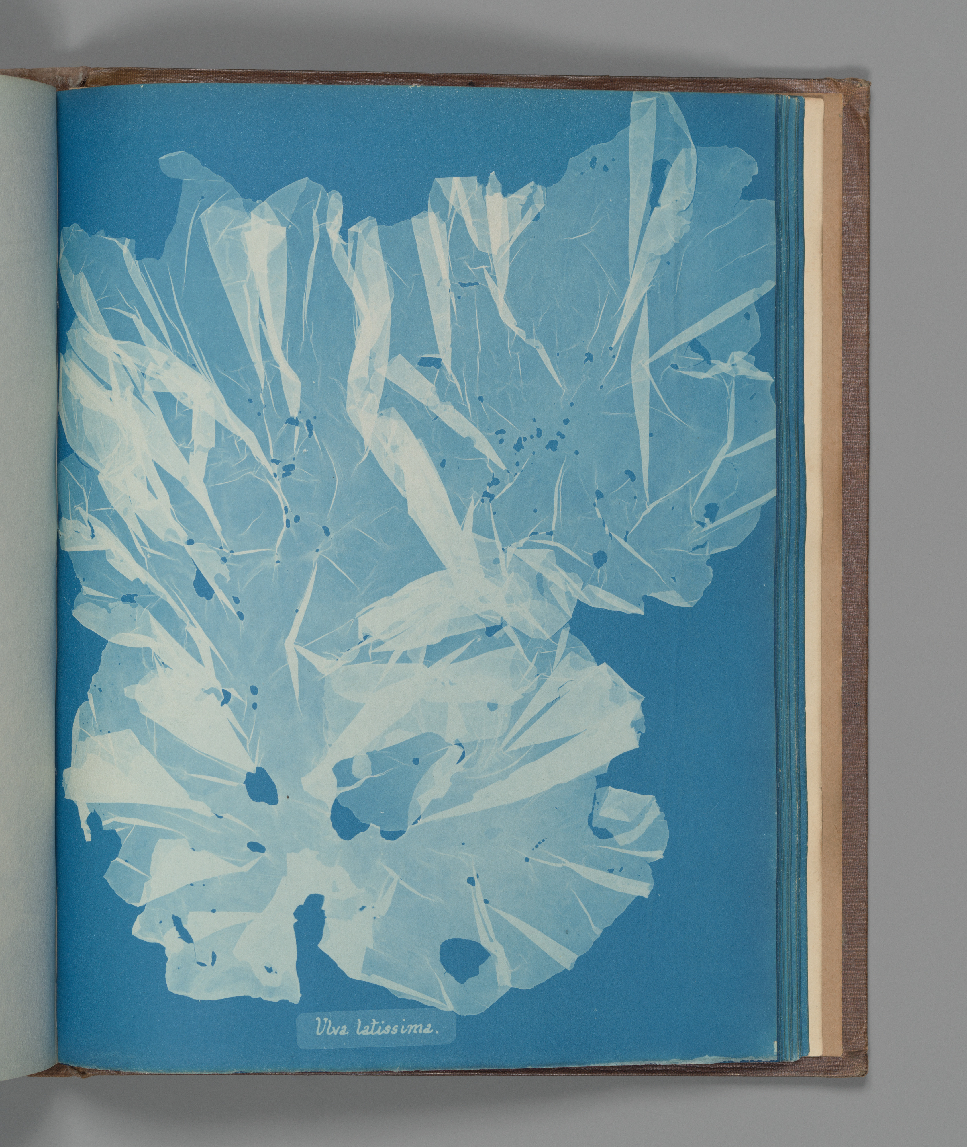 Cyanotype Print of Ulva latissima Algae