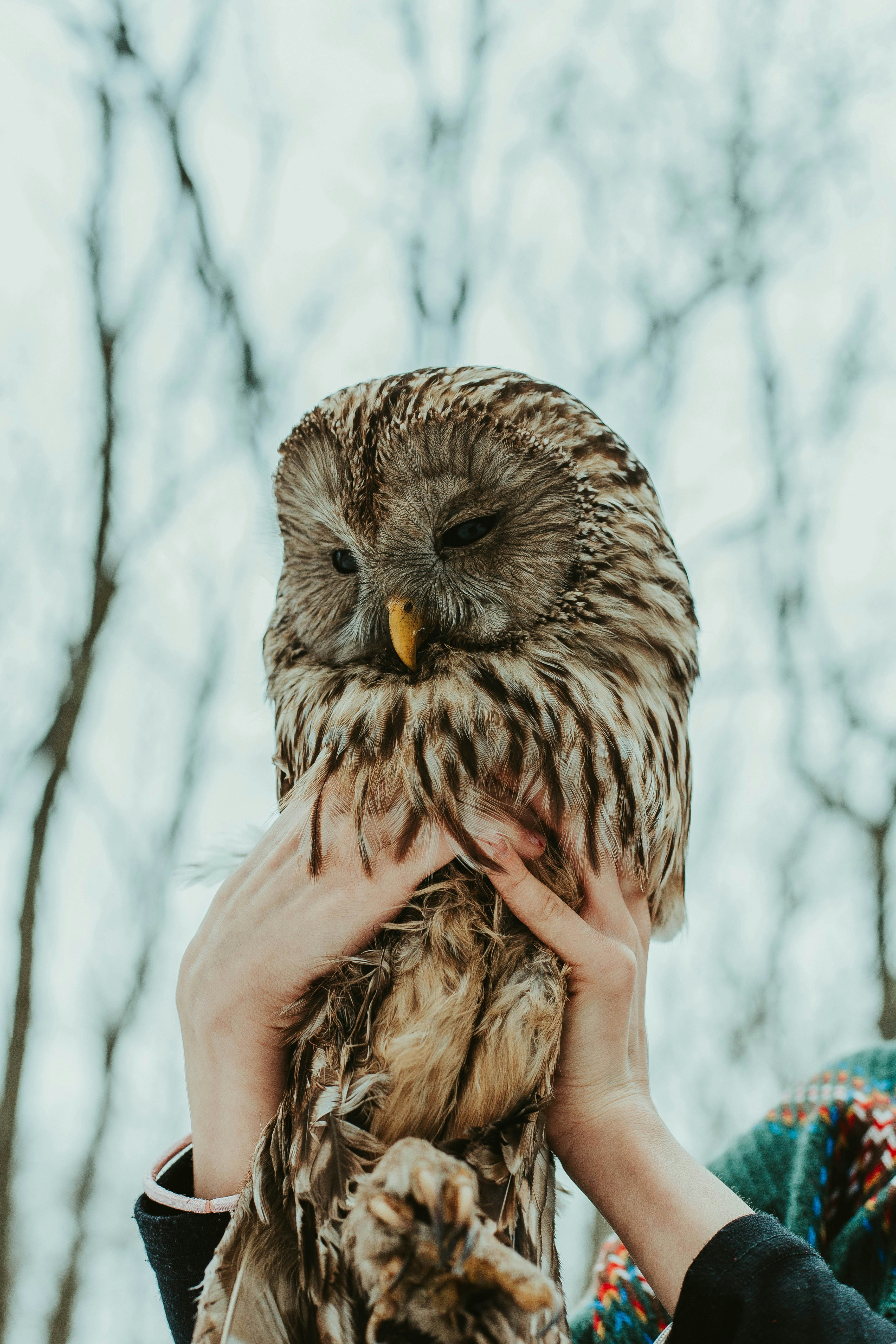 Owl Held by Hands Outdoors