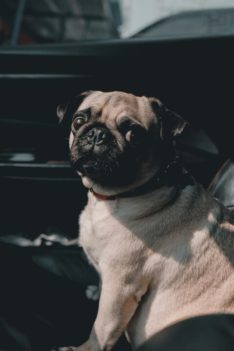 Pug sitting inside a car