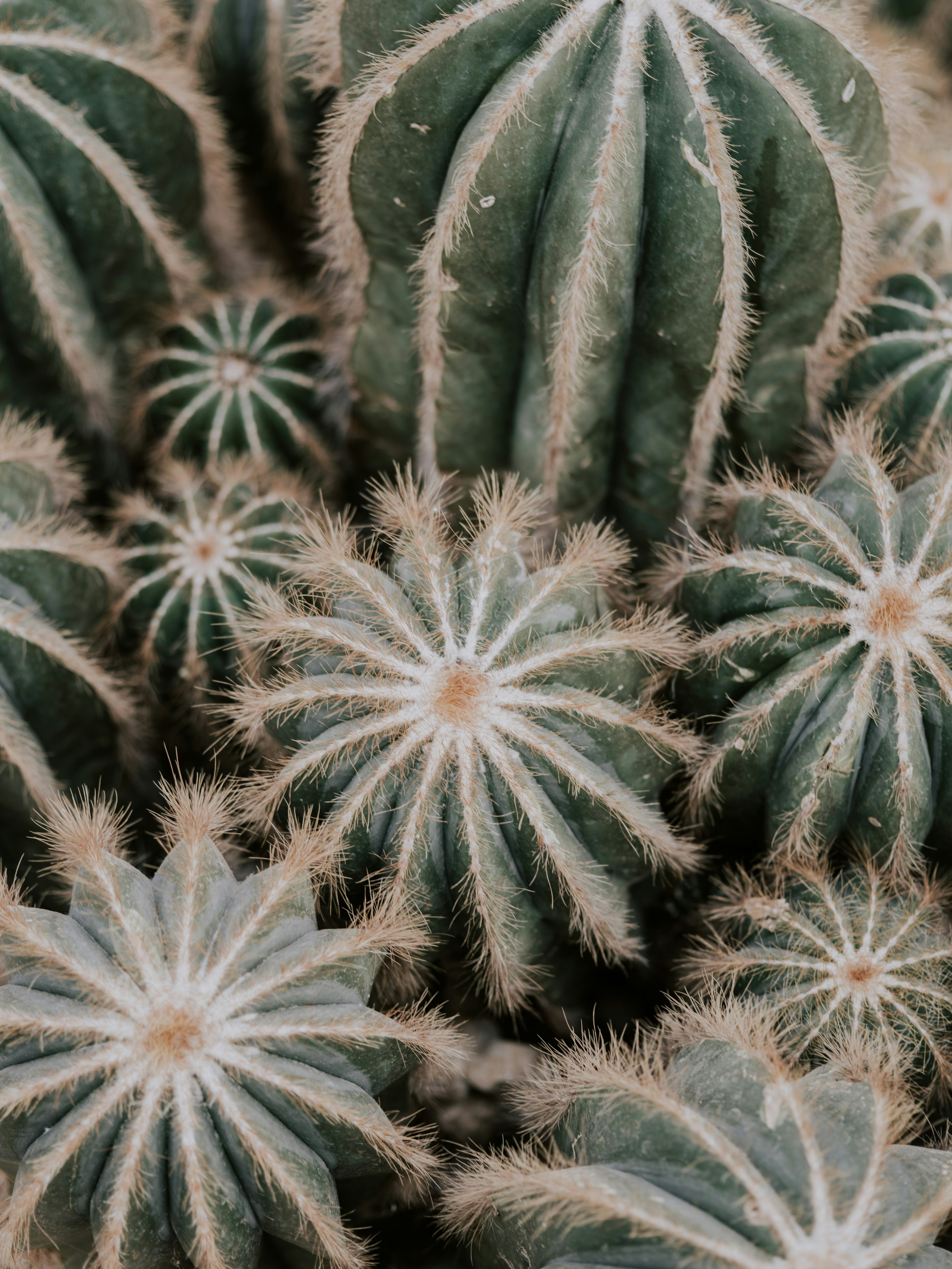Close Up of Clustered Cacti