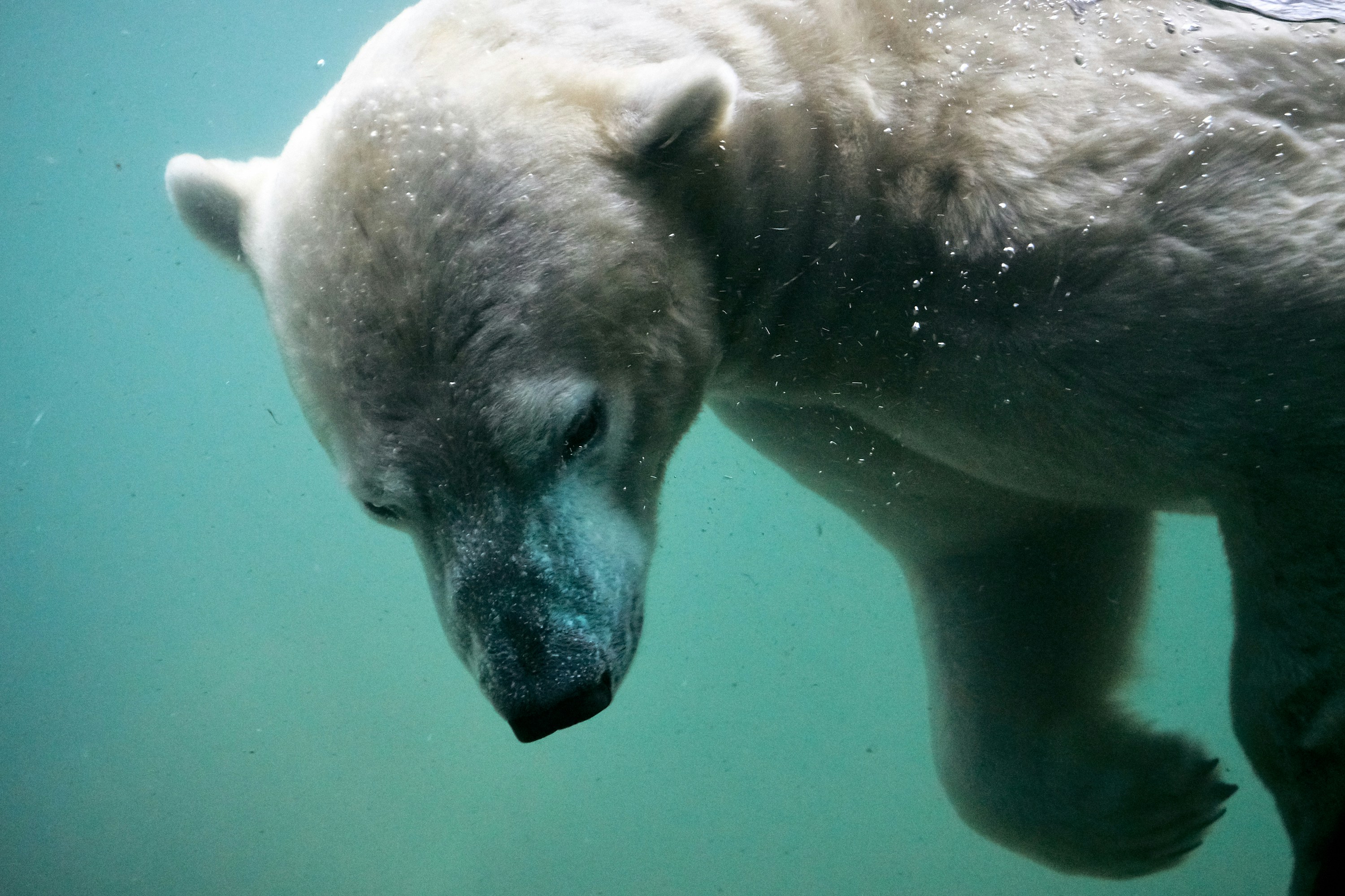 Polar Bear Swimming Underwater
