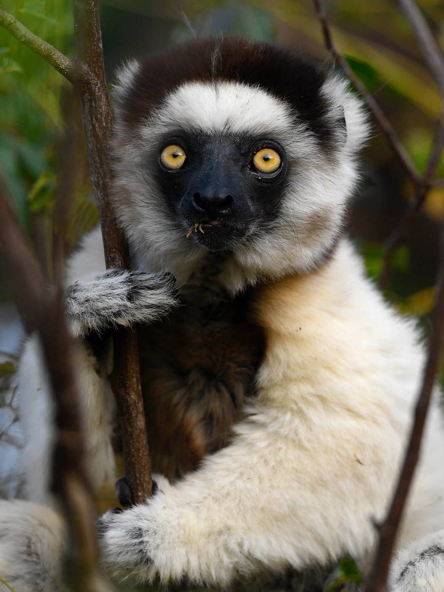 Close Up of a Black-and-White Lemur