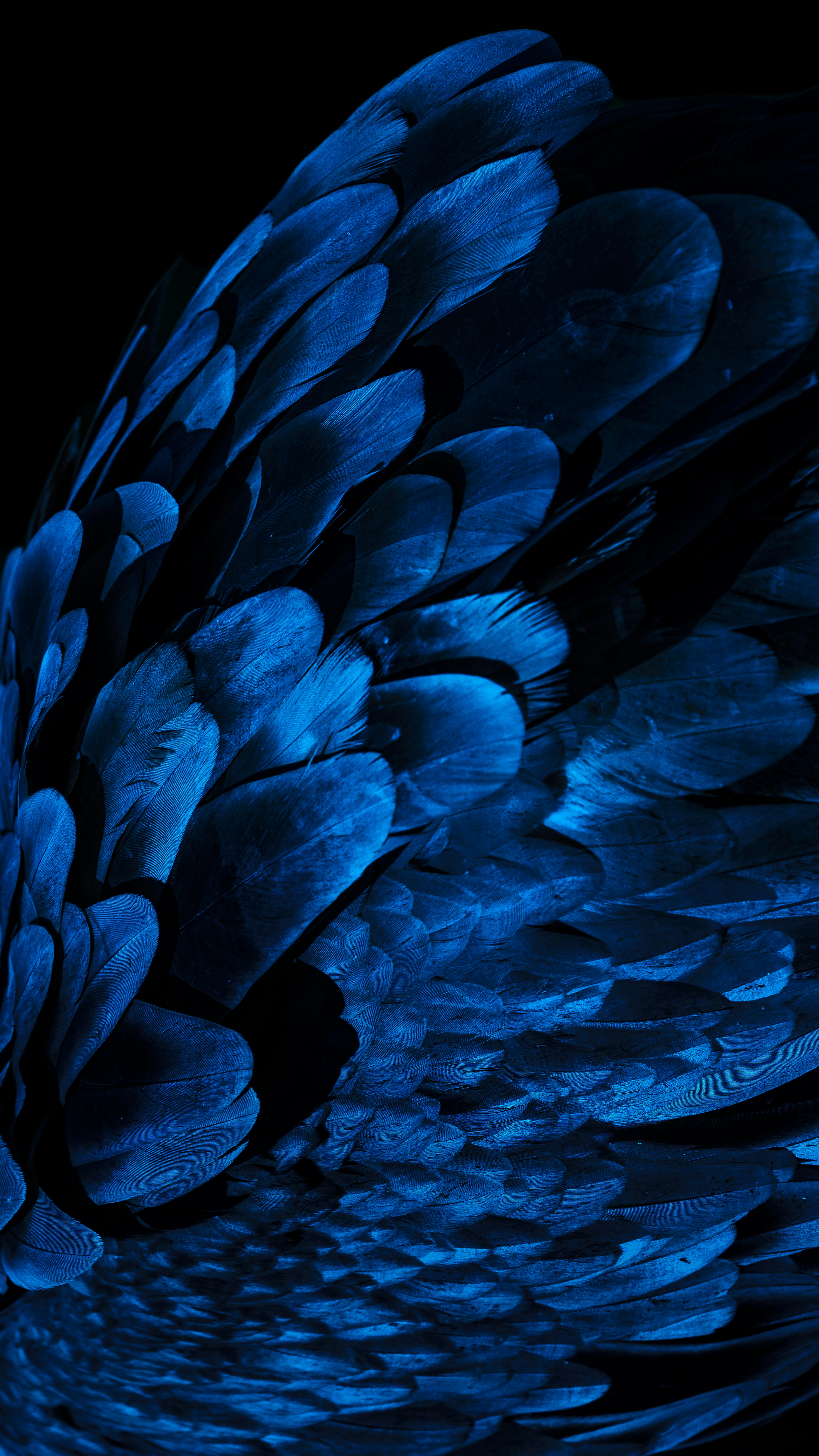 Close-up of Blue Bird Wing Feathers