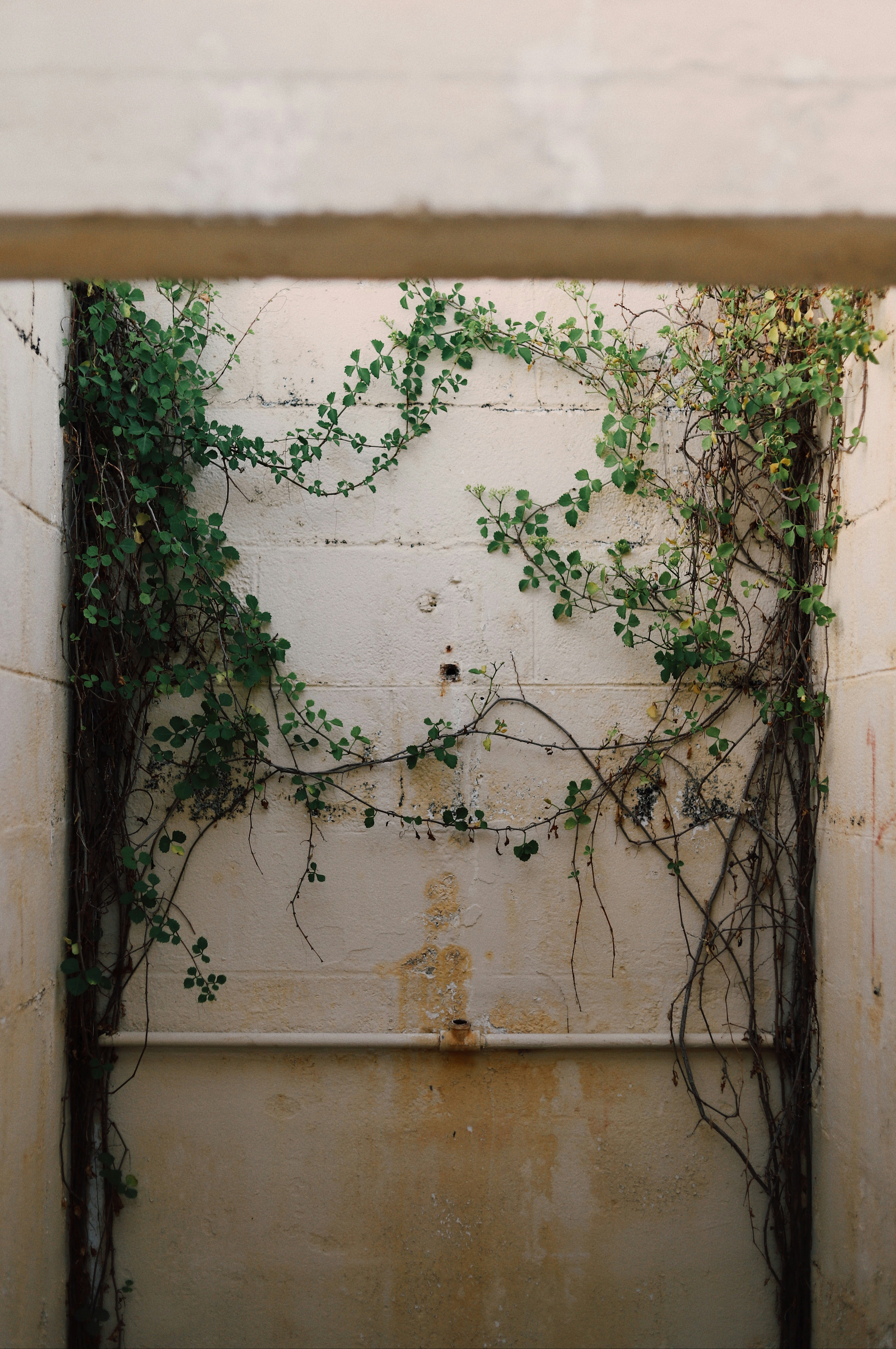 Climbing Vines on Old Concrete Wall