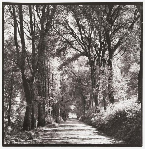 Tree-lined Forest Road