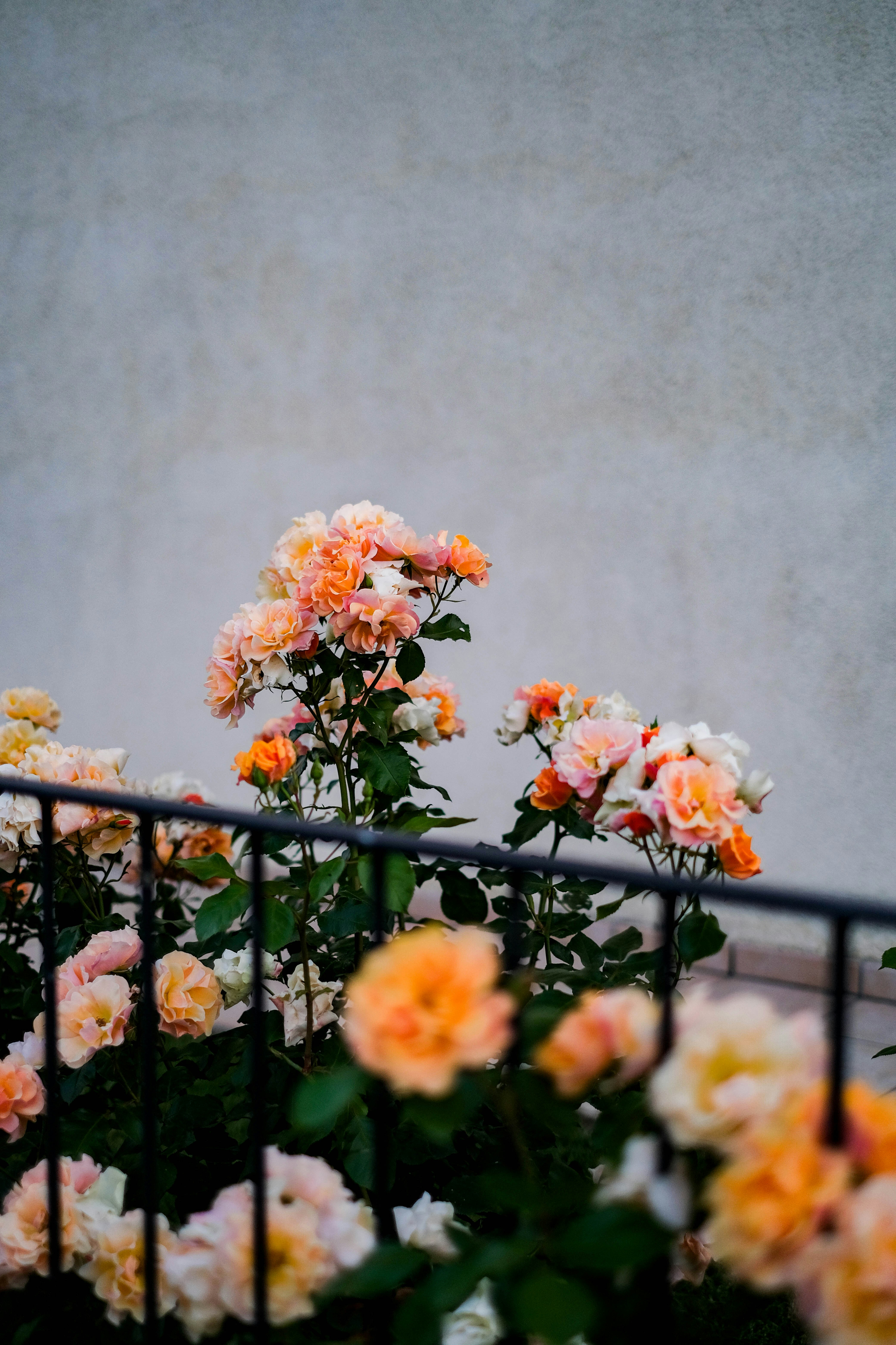 Blooming Roses by Black Railing