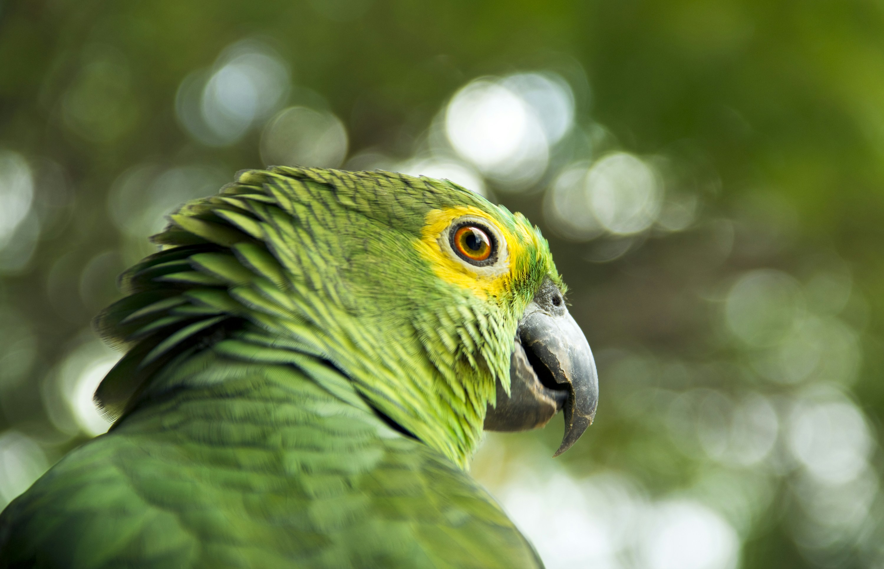 Close-up of a Green Parrot