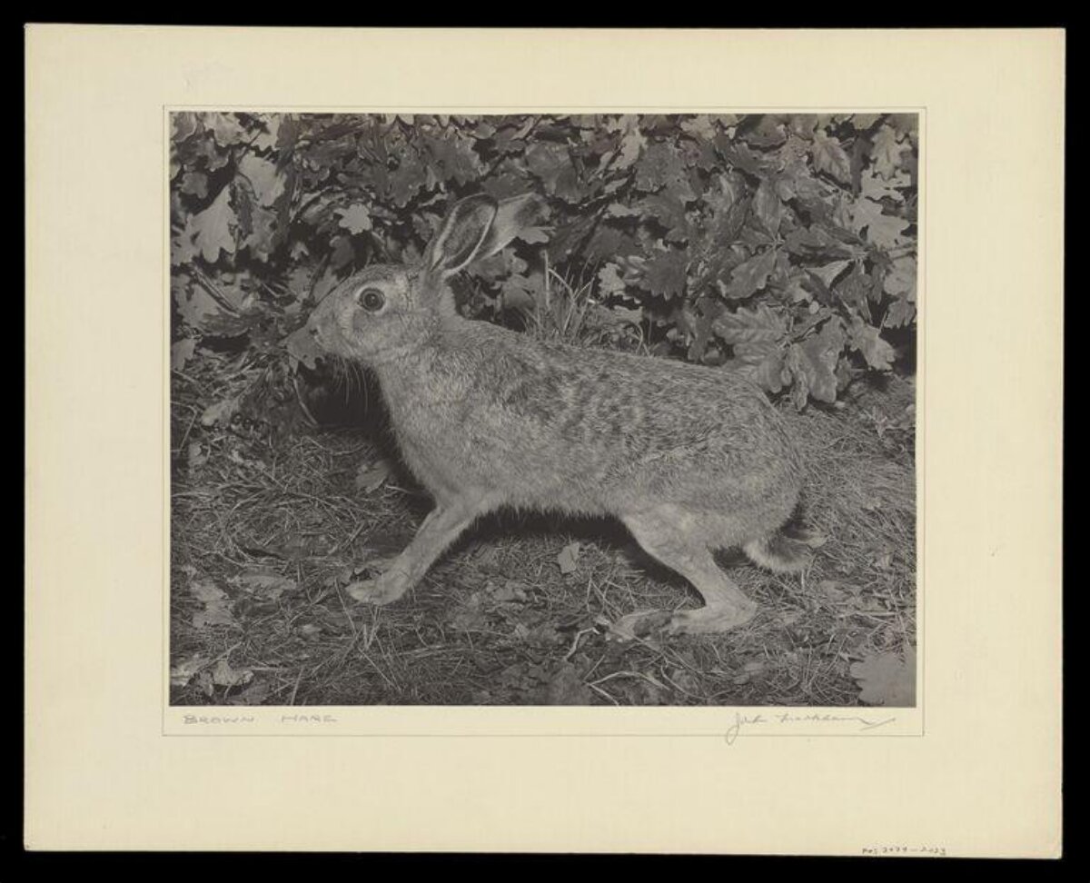 Vintage Brown Hare Photograph