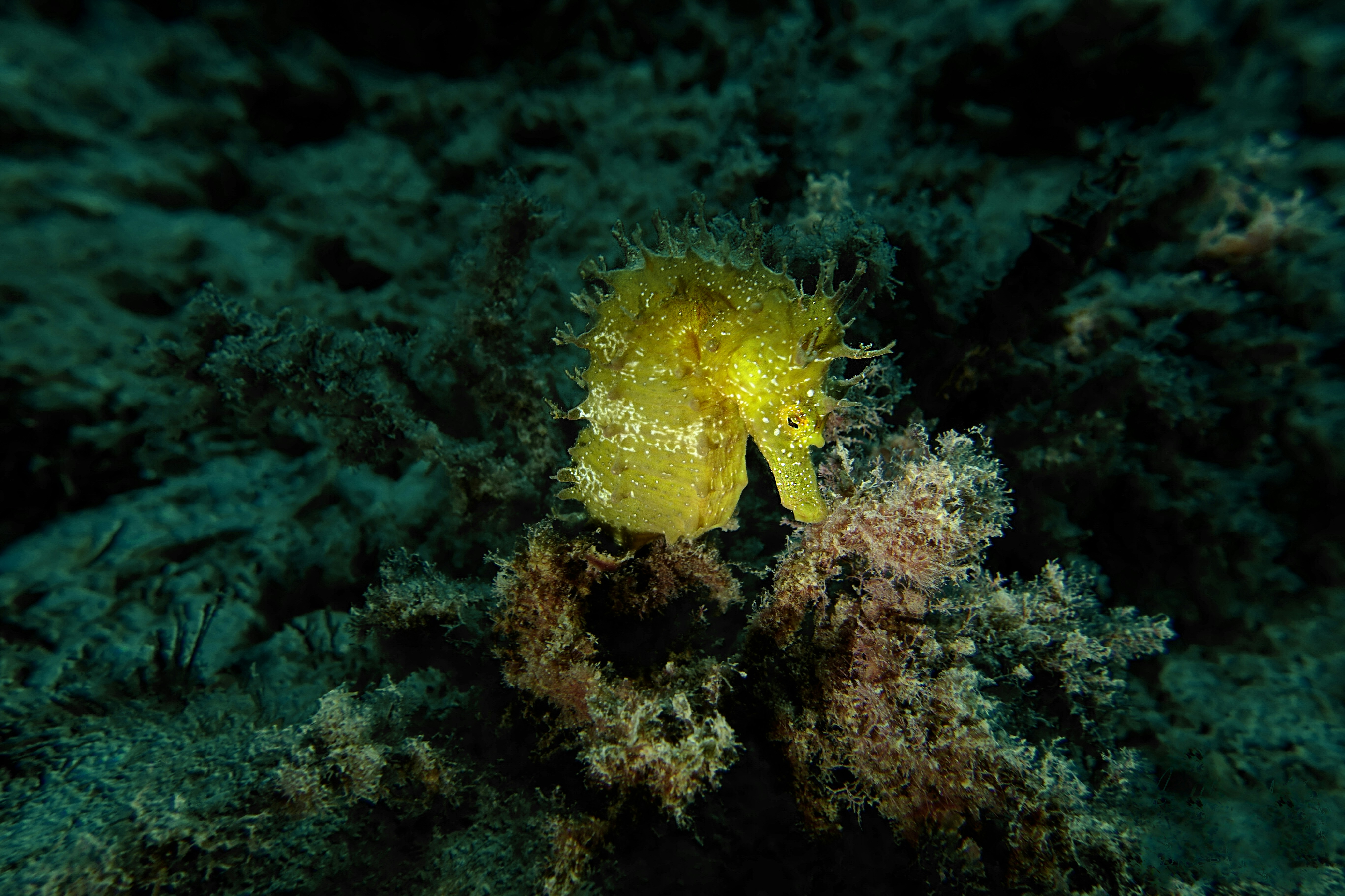 Yellow Seahorse on Seabed