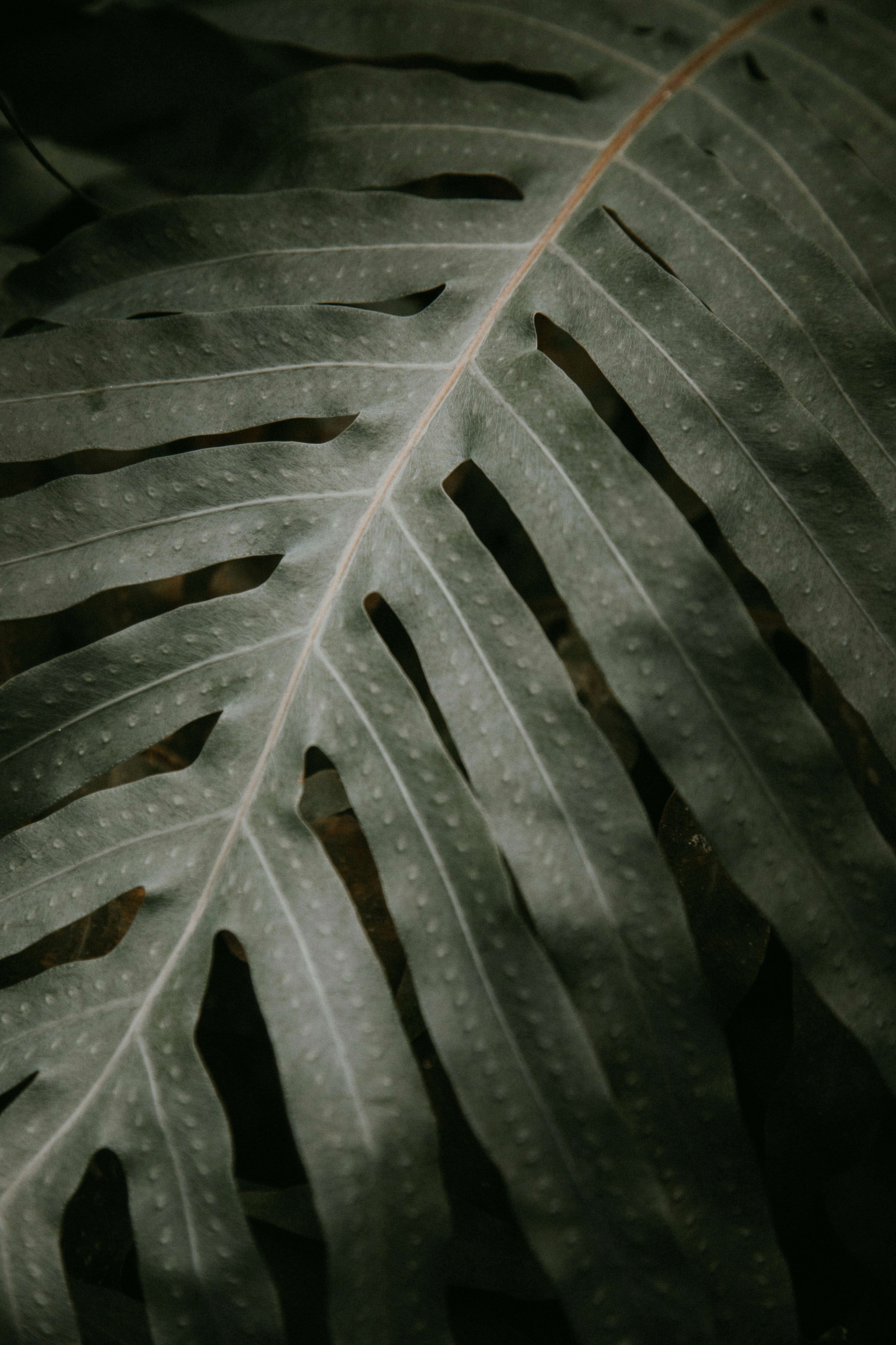 Close-up of Monstera Leaf