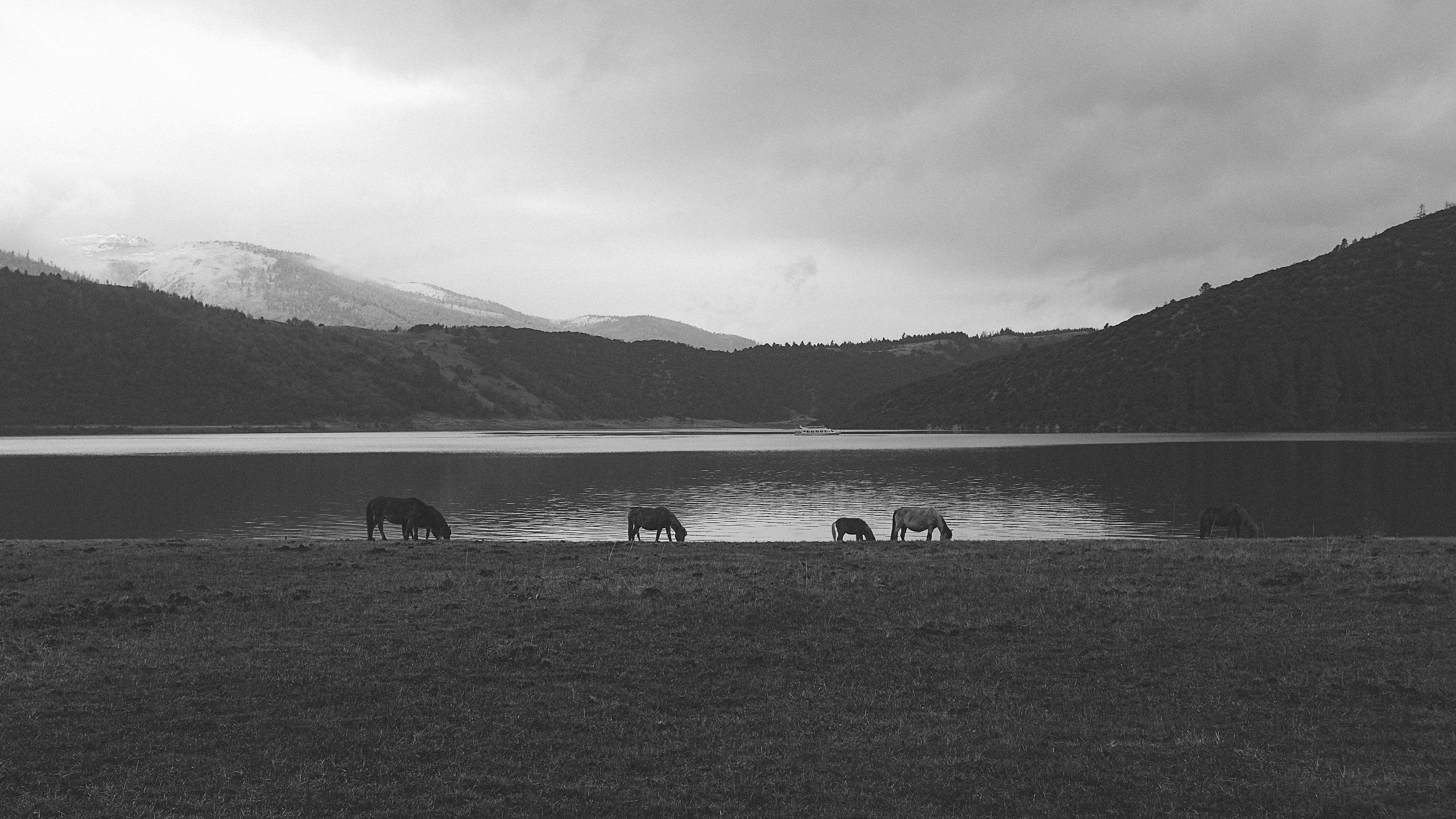 Horses Grazing by Lakeside Mountains